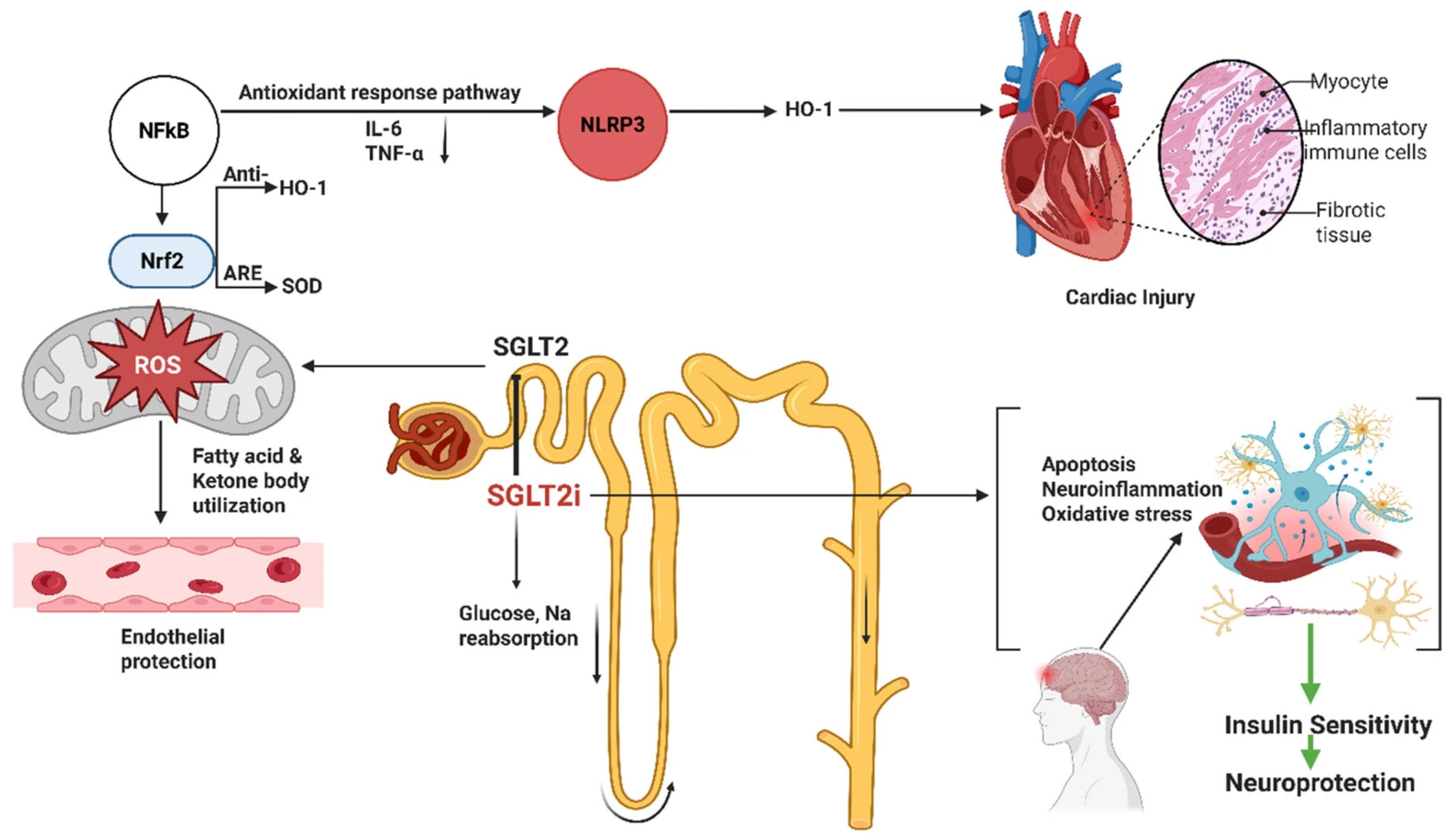 Antioxidants 14 01490 g002 Antioxidants 14 01490 g002