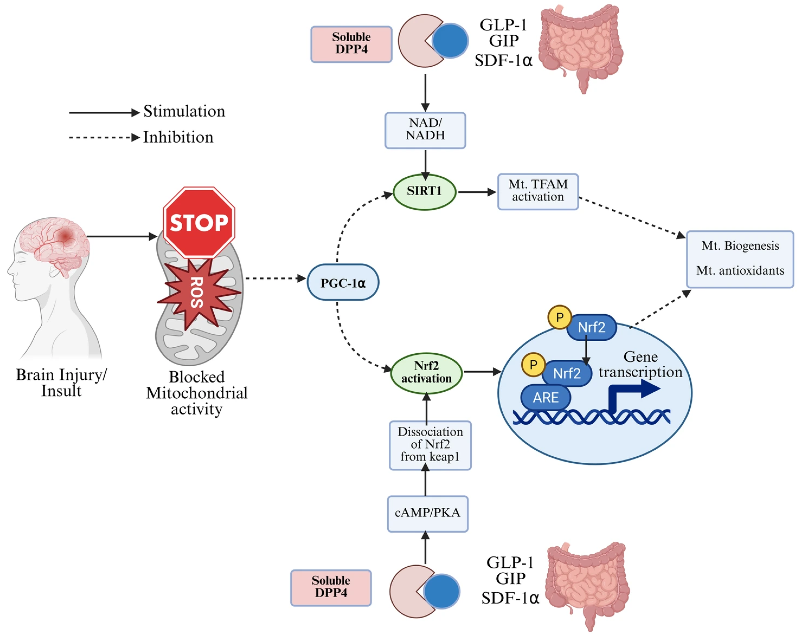 Antioxidants 14 01490 g003 Antioxidants 14 01490 g003