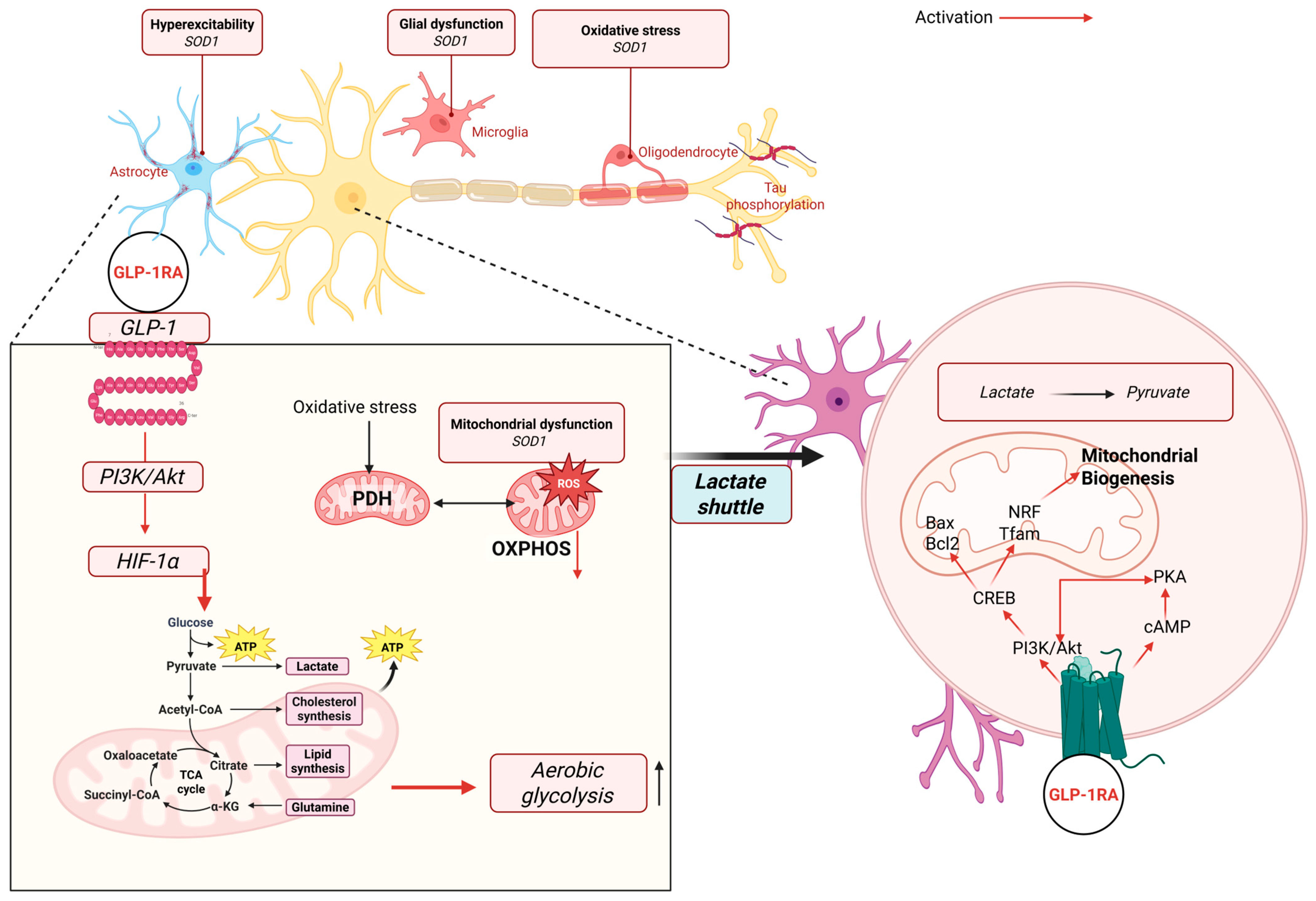 Antioxidants 14 01490 g004 Antioxidants 14 01490 g004