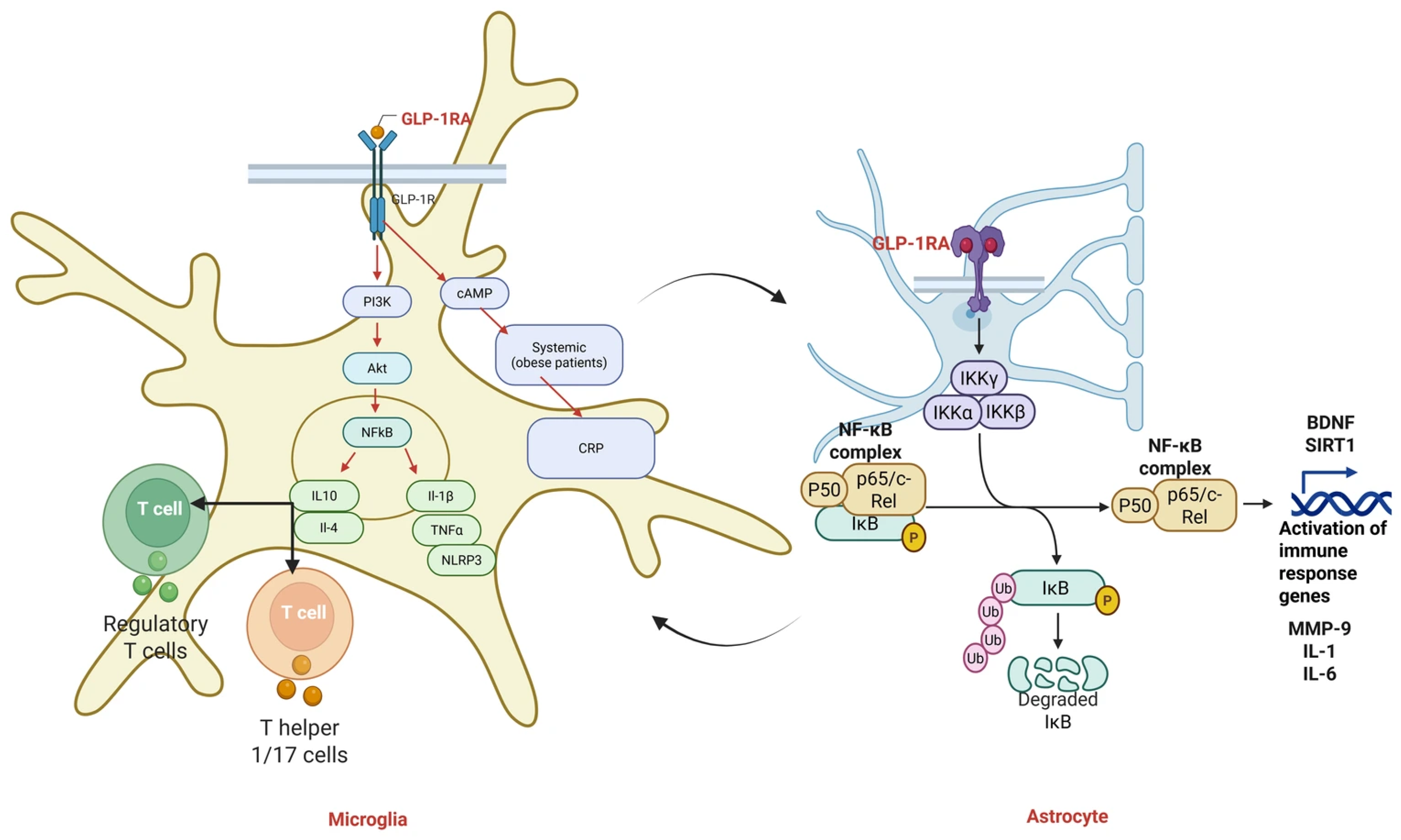 Antioxidants 14 01490 g005 Antioxidants 14 01490 g005