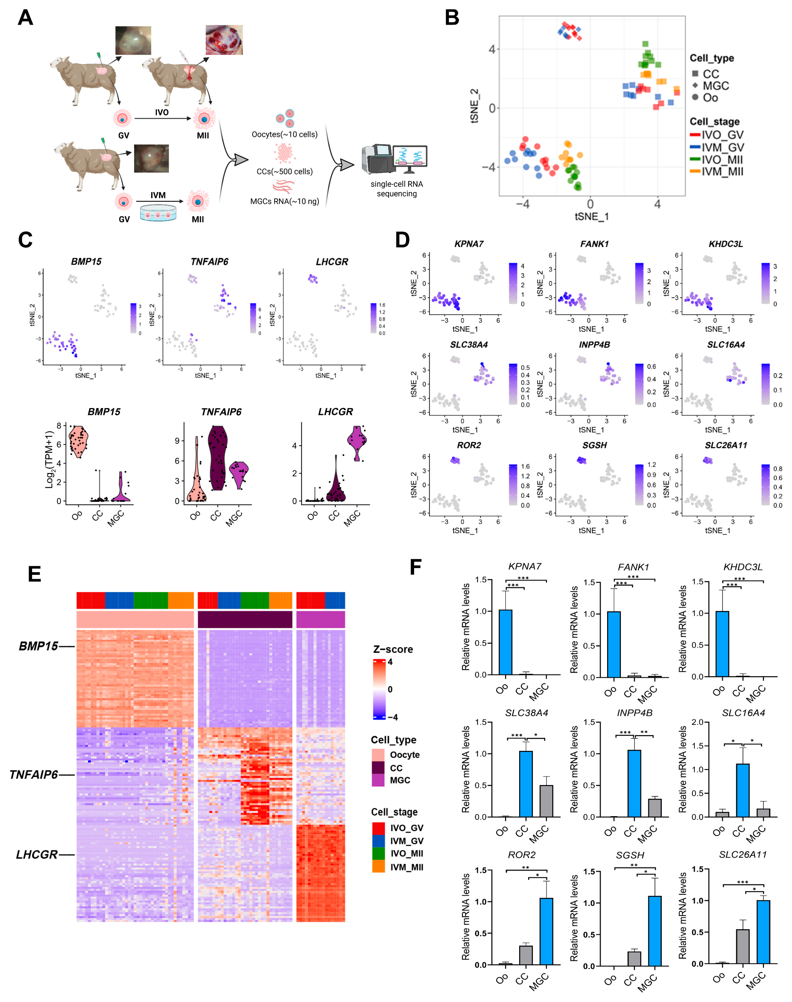 Antioxidants 14 01499 g001 Antioxidants 14 01499 g001