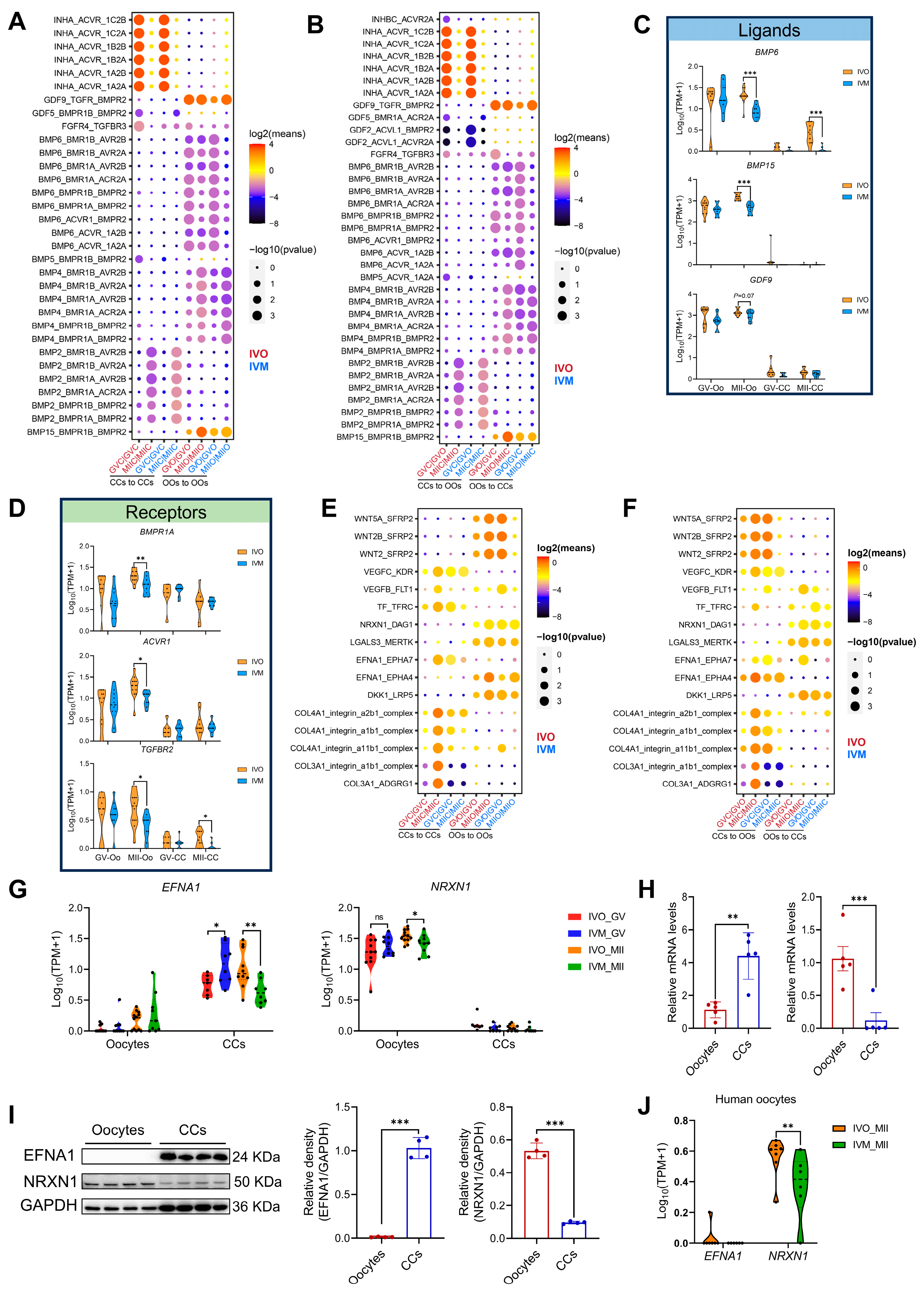 Antioxidants 14 01499 g004 Antioxidants 14 01499 g004