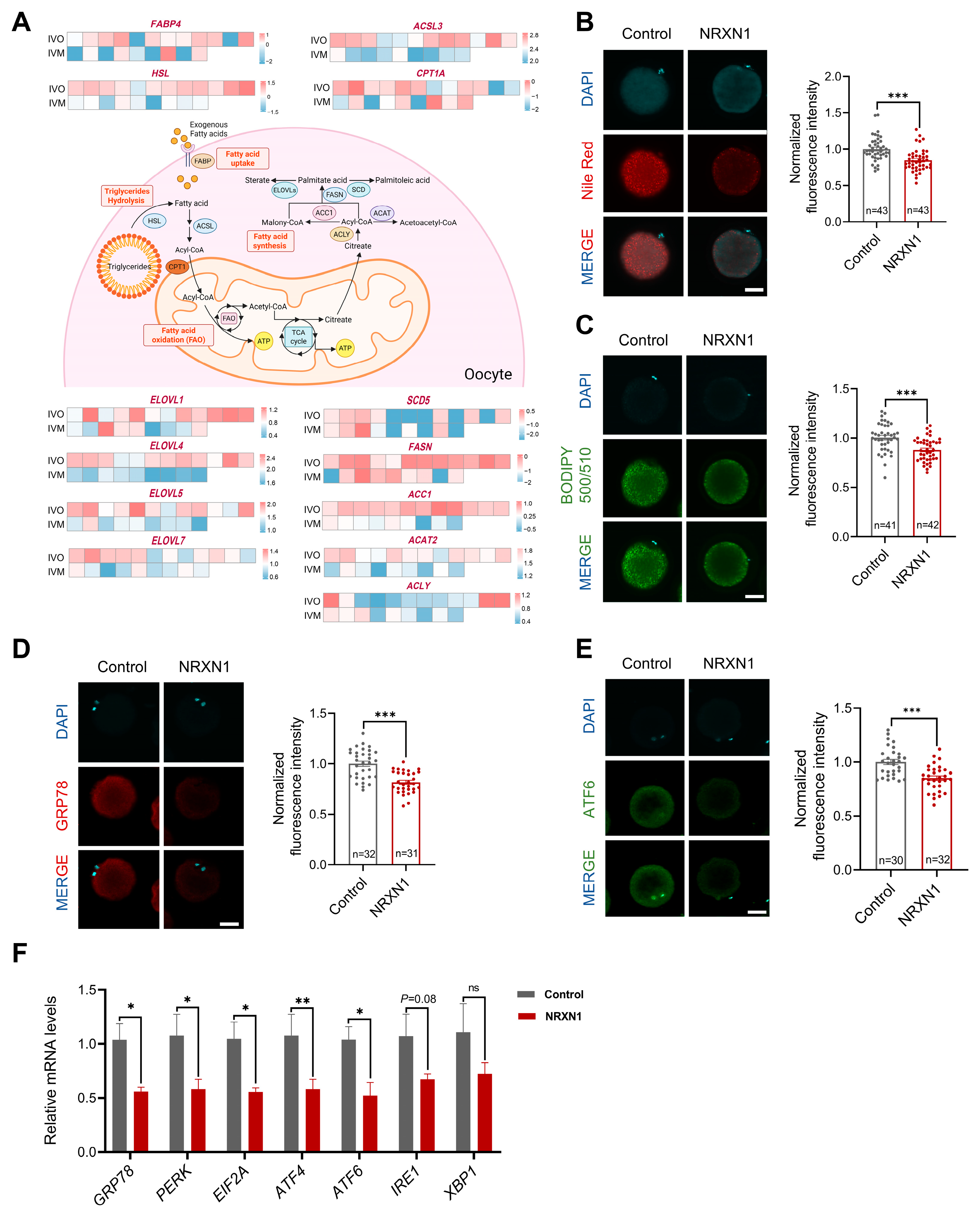 Antioxidants 14 01499 g007 Antioxidants 14 01499 g007