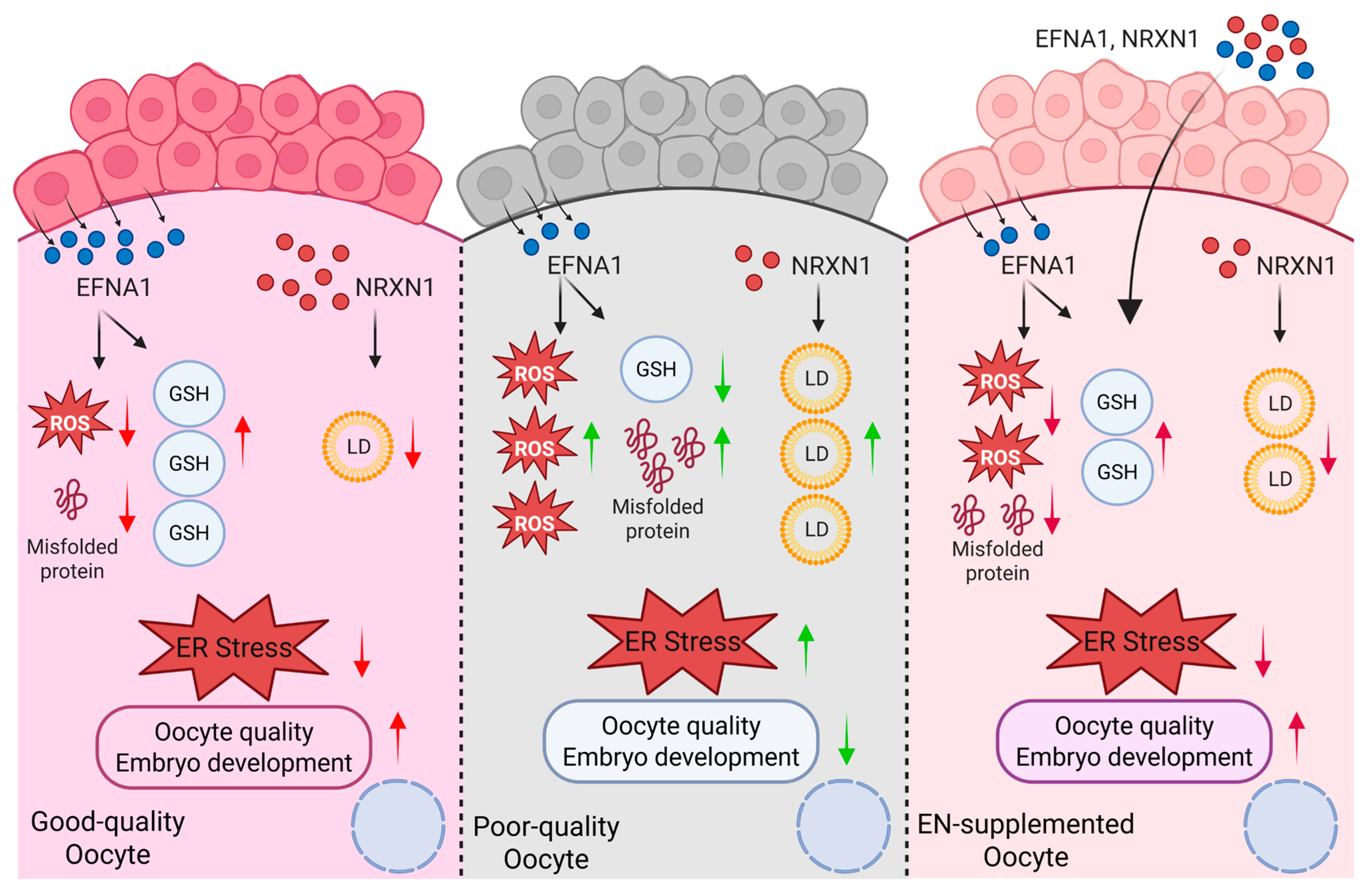 Antioxidants 14 01499 g009 Antioxidants 14 01499 g009