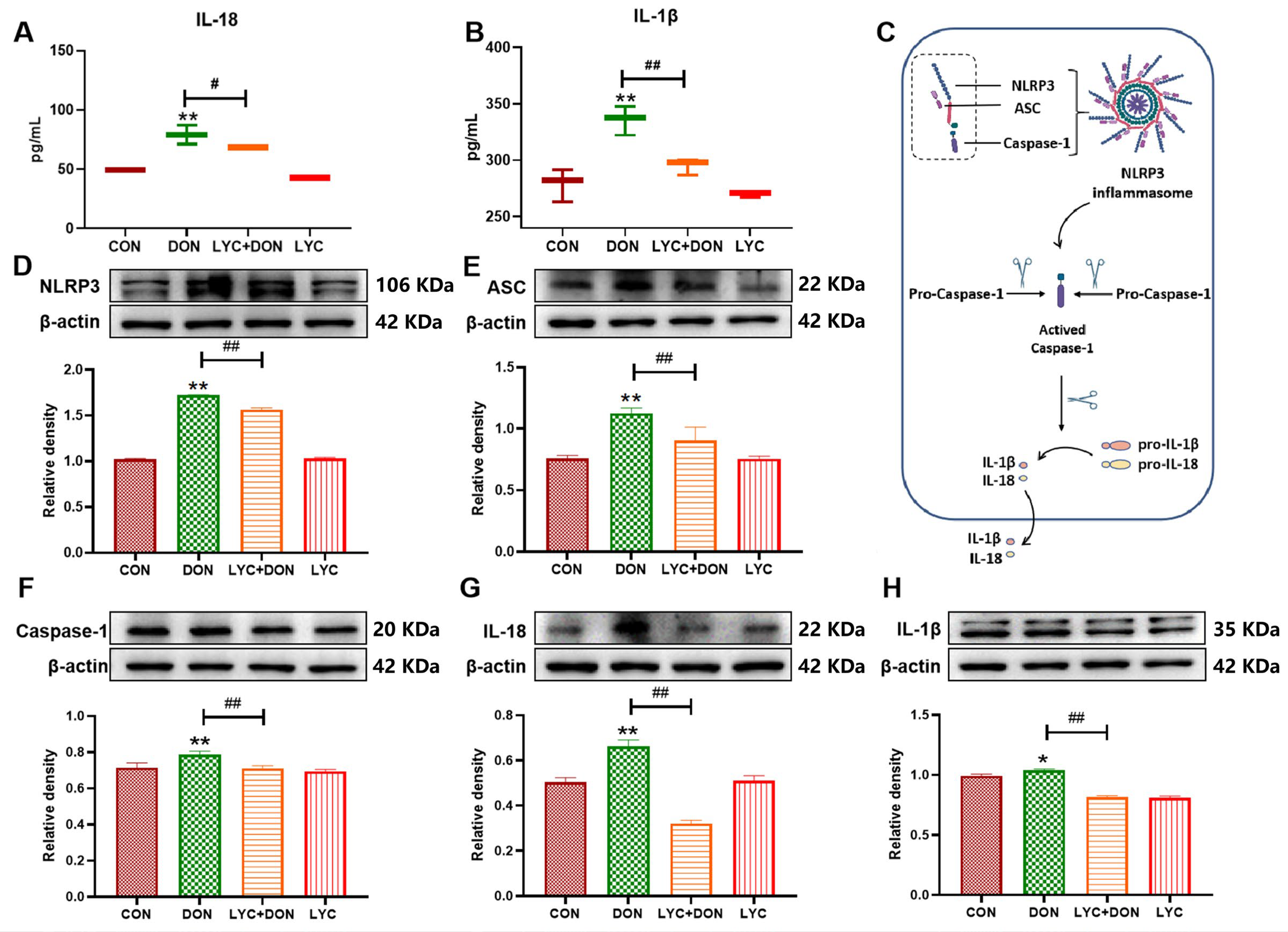 Antioxidants 14 01513 g003 Antioxidants 14 01513 g003
