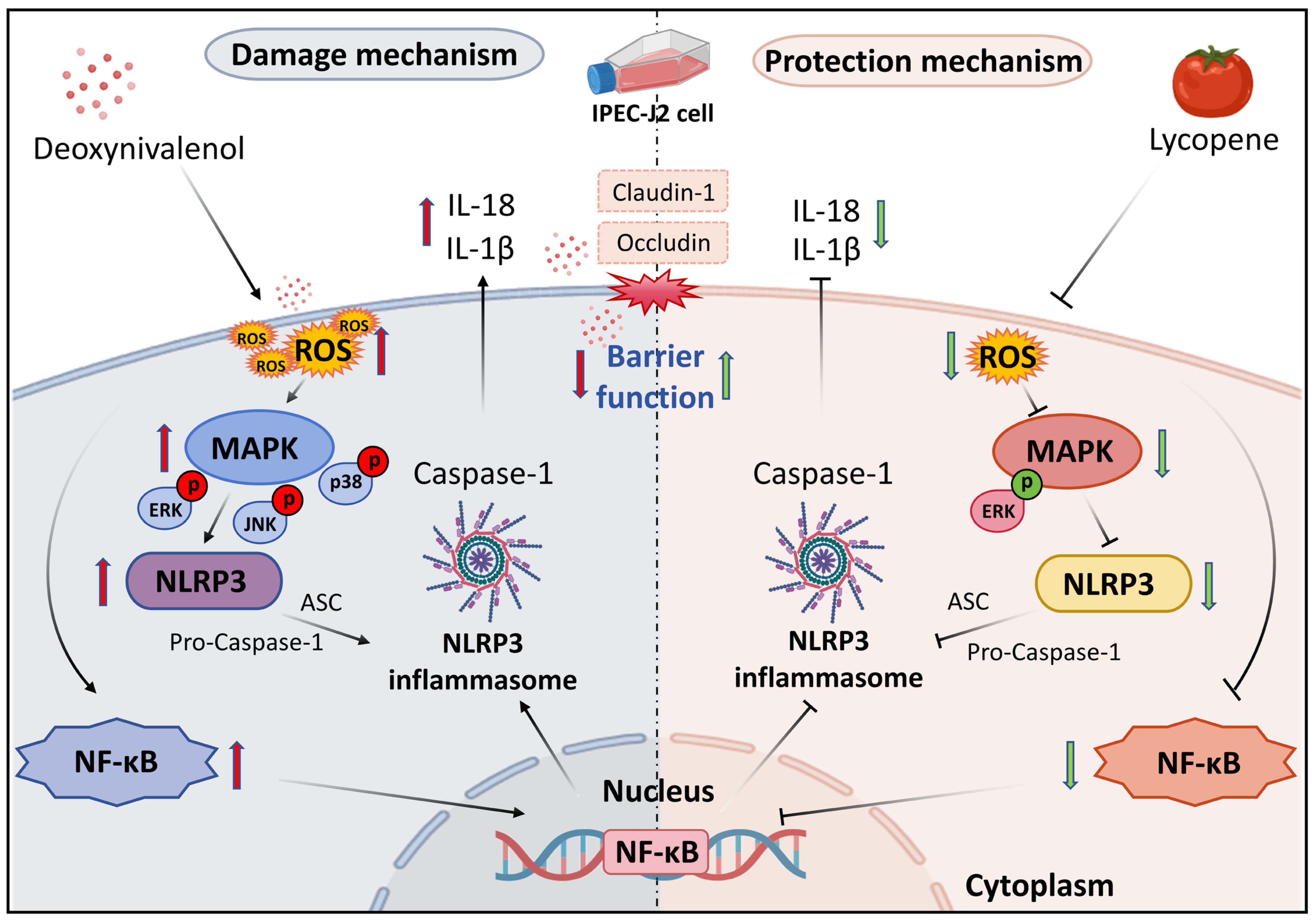 Antioxidants 14 01513 g008 Antioxidants 14 01513 g008