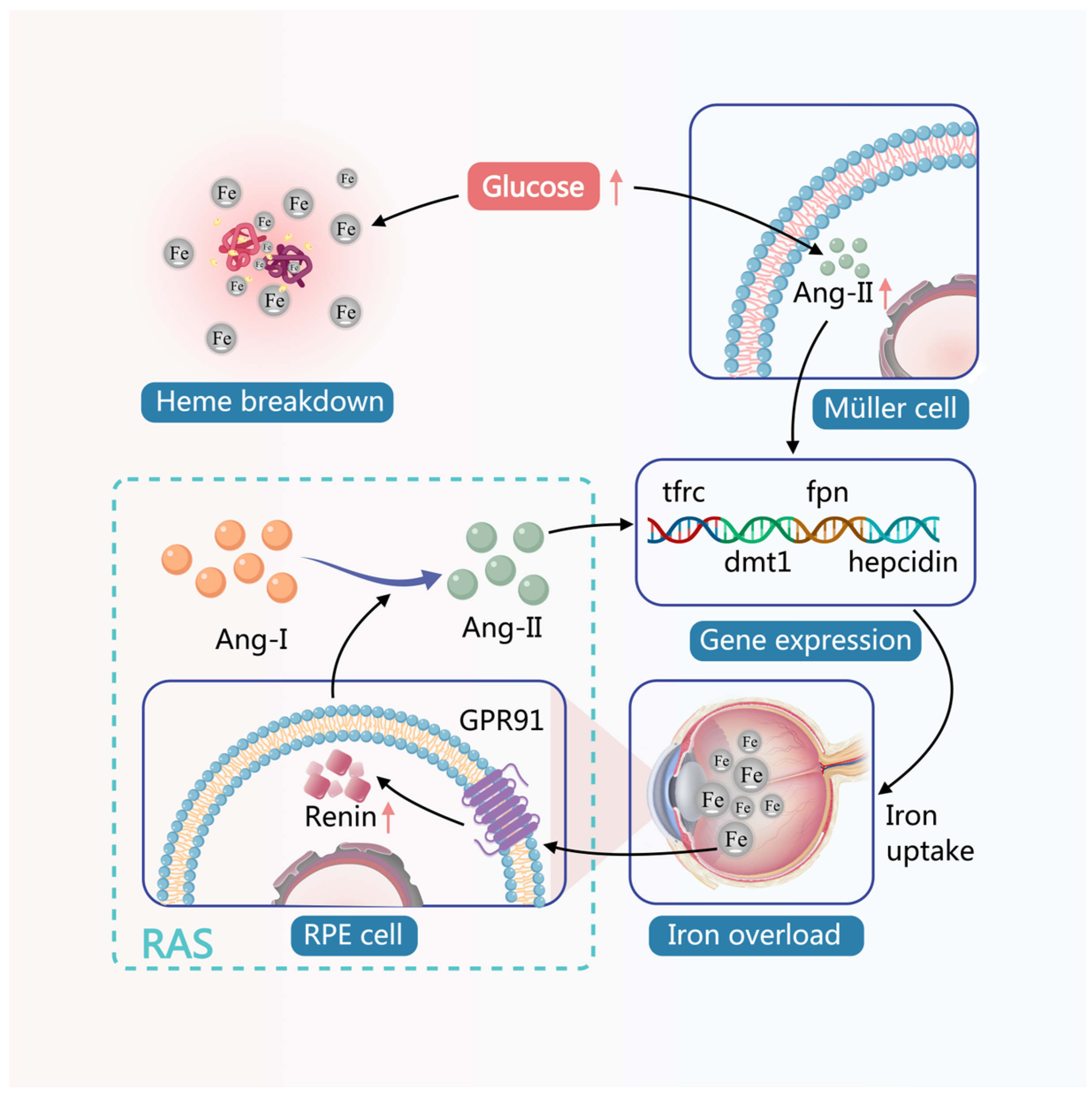 Ferroptosis-Mediated Cell-Specific Damage: Molecular Cascades and