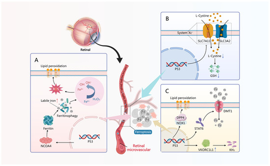Ferroptosis-Mediated Cell-Specific Damage: Molecular Cascades and