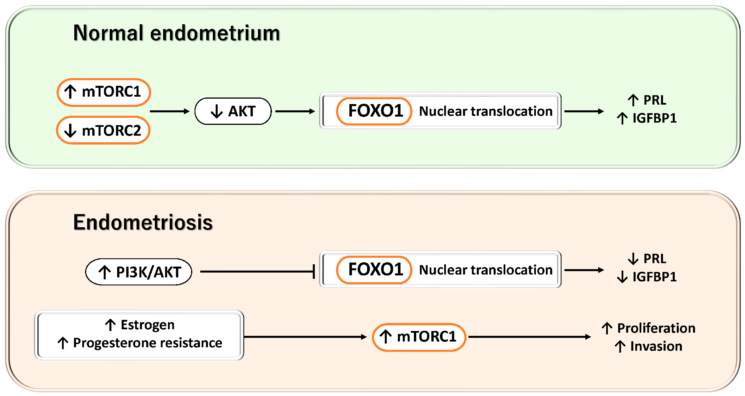 Antioxidants 15 00003 g005