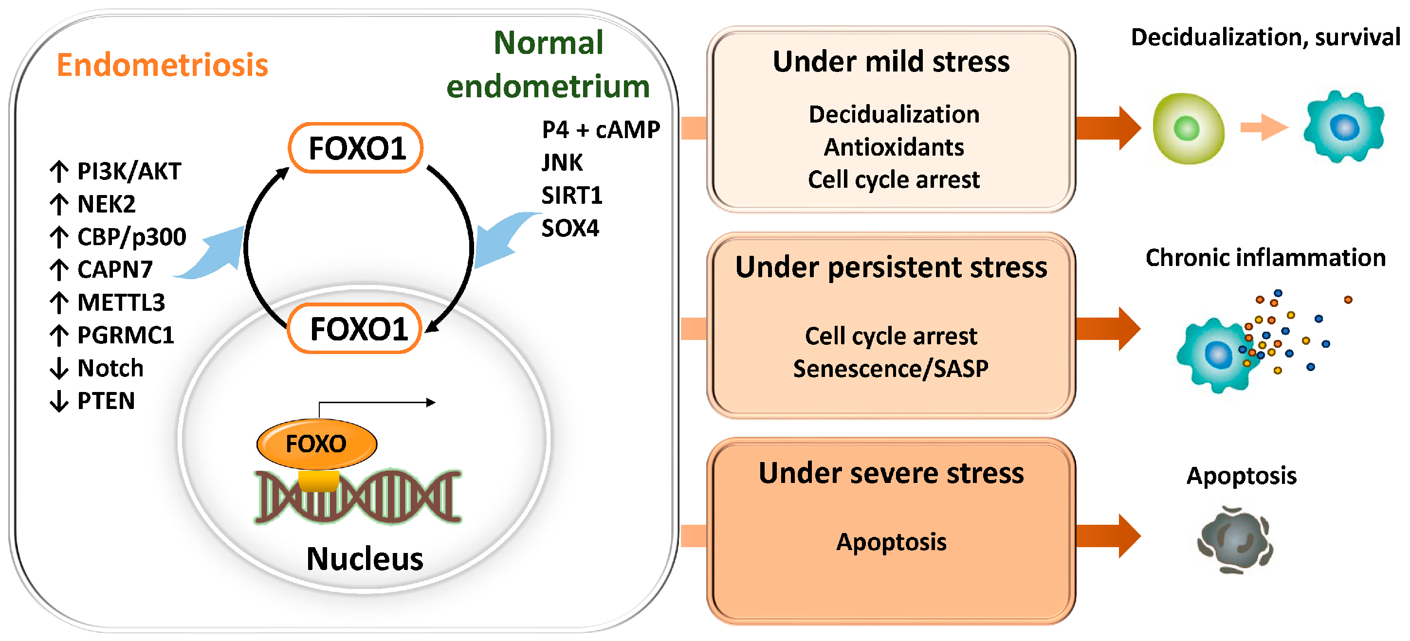 Antioxidants 15 00003 g007