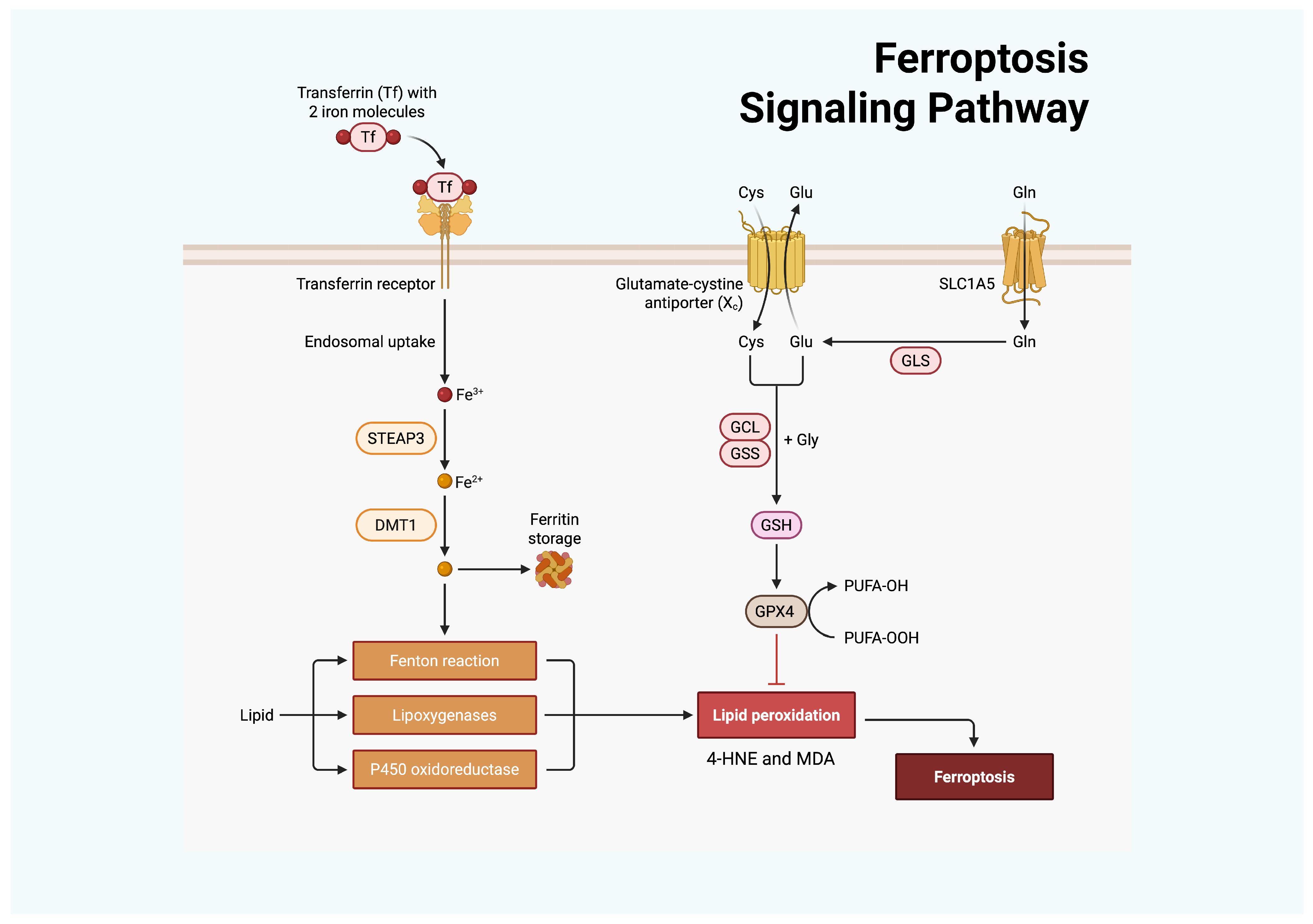 Antioxidants 15 00024 g002