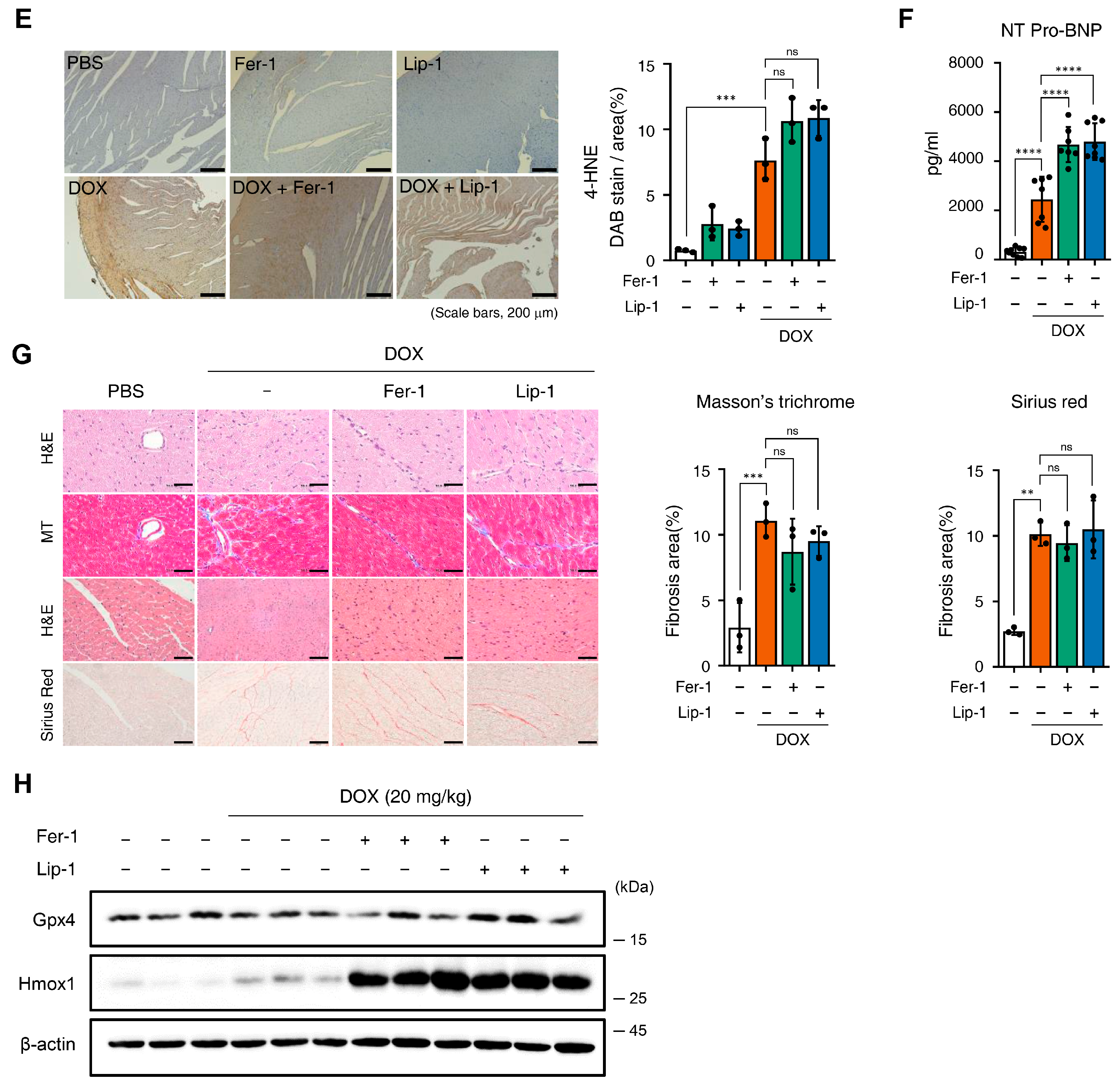 Antioxidants 15 00027 g004b