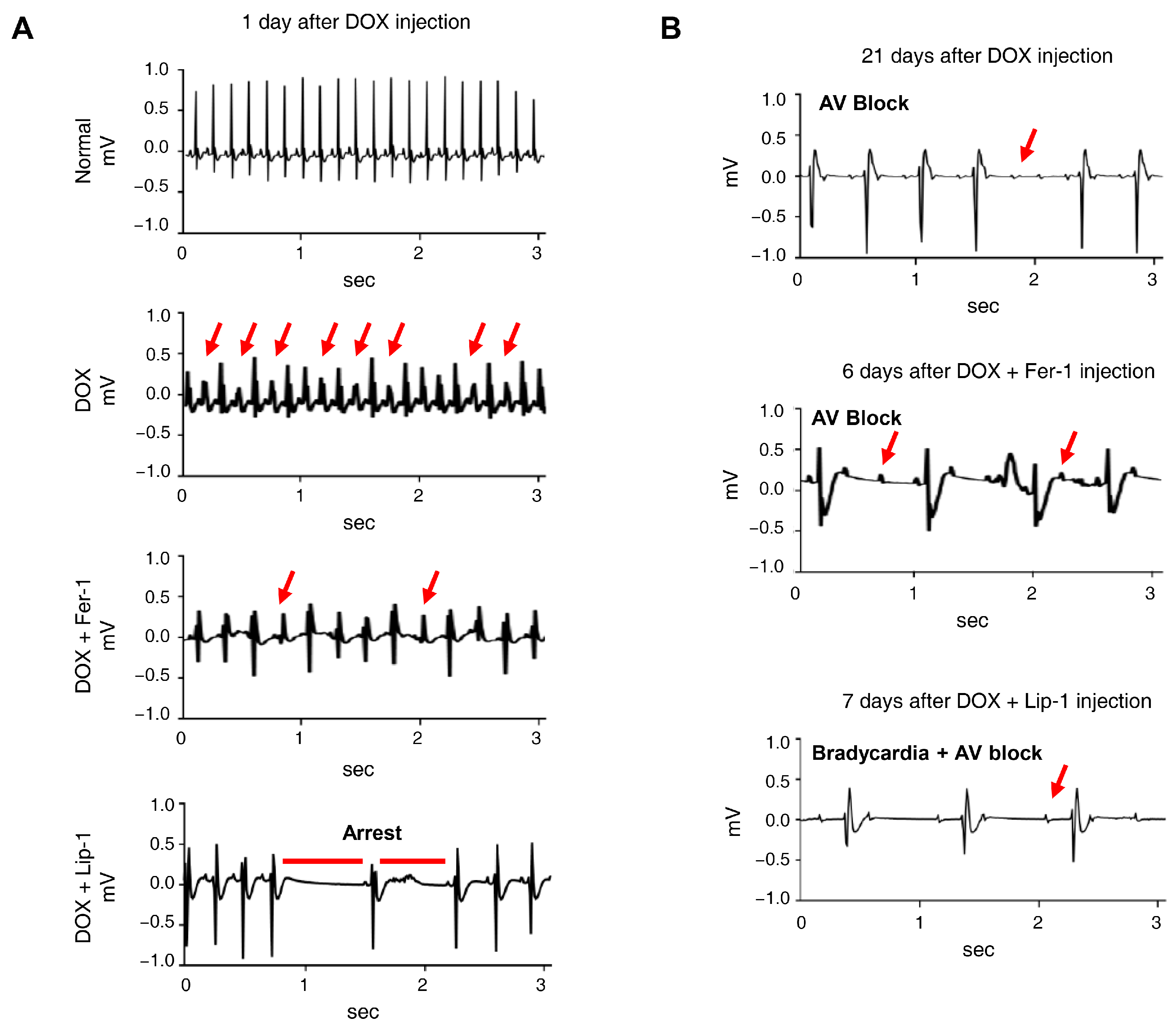 Antioxidants 15 00027 g005