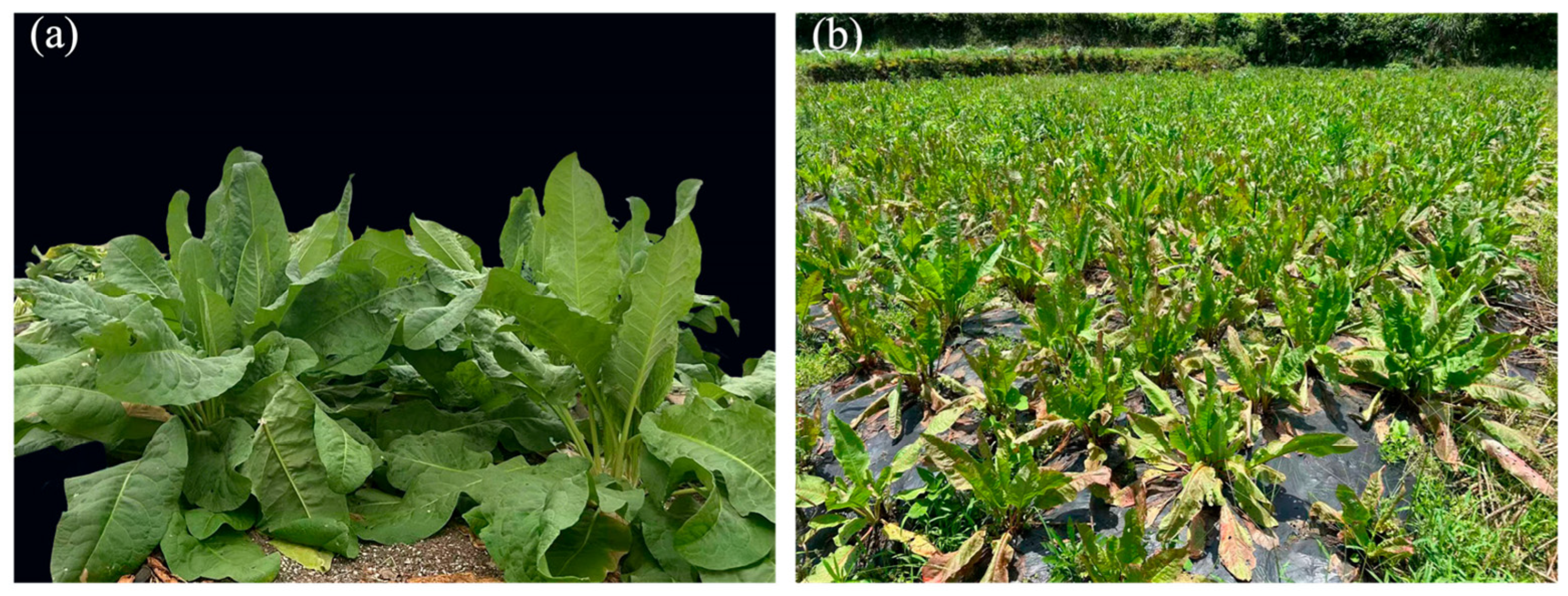 Antioxidants 15 00033 g001