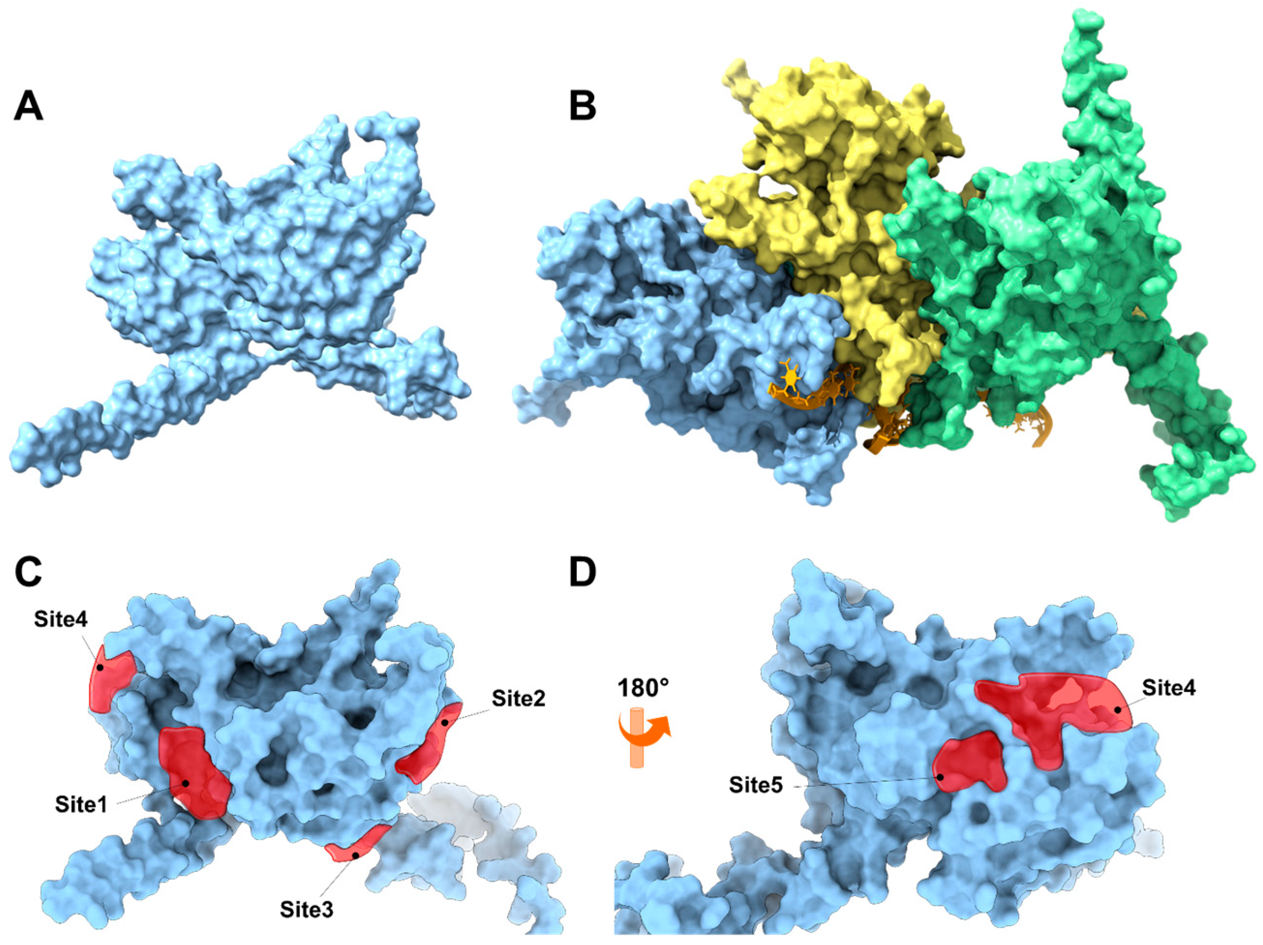 Antioxidants 15 00034 g006