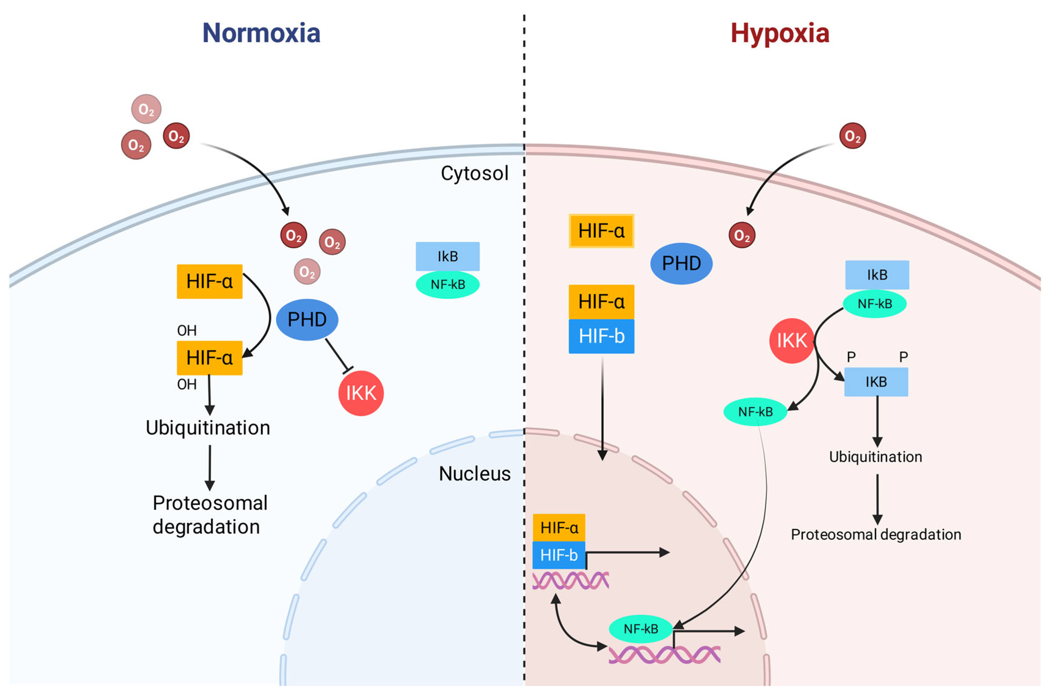Antioxidants 15 00036 g001