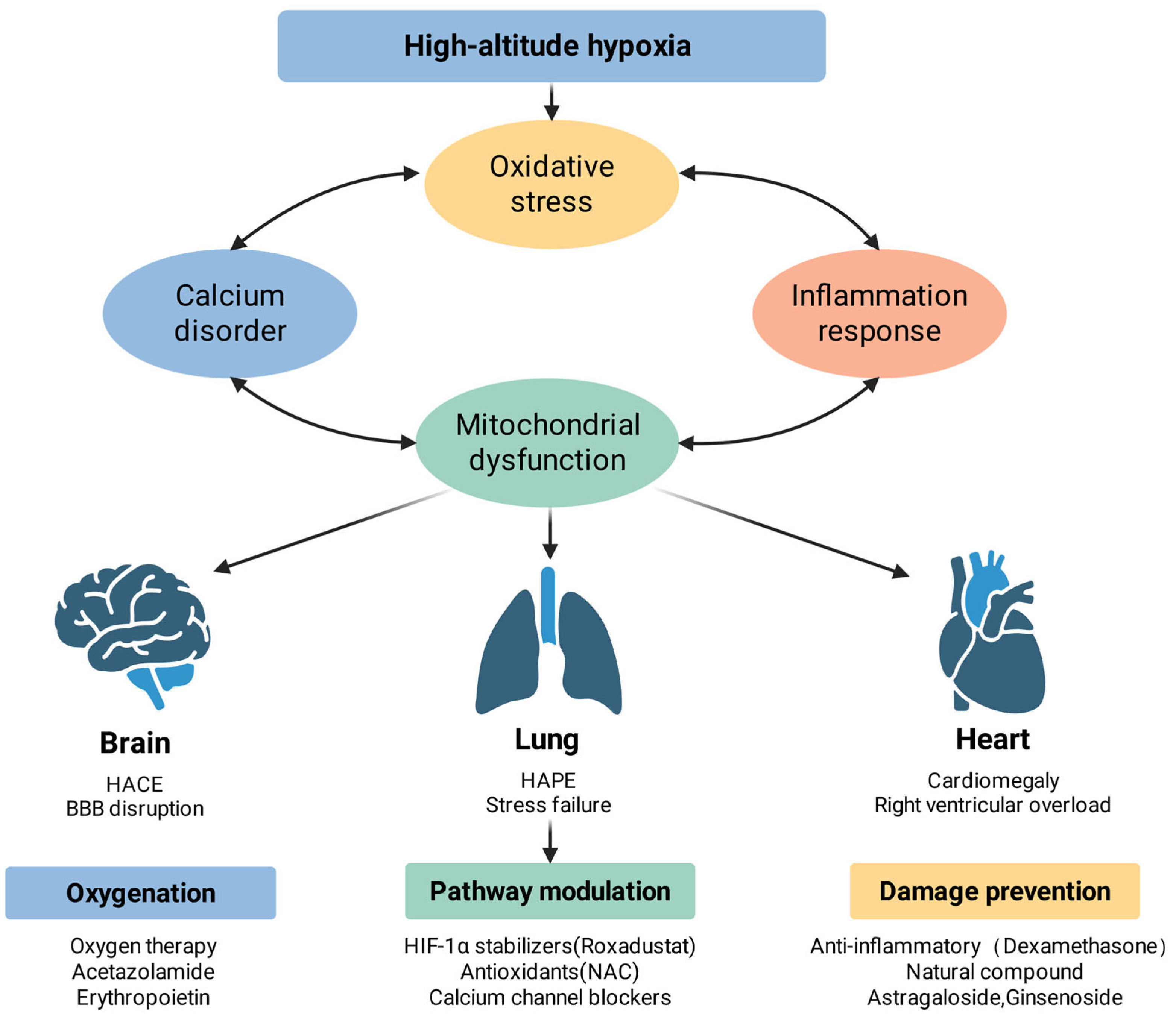 Antioxidants 15 00036 g003