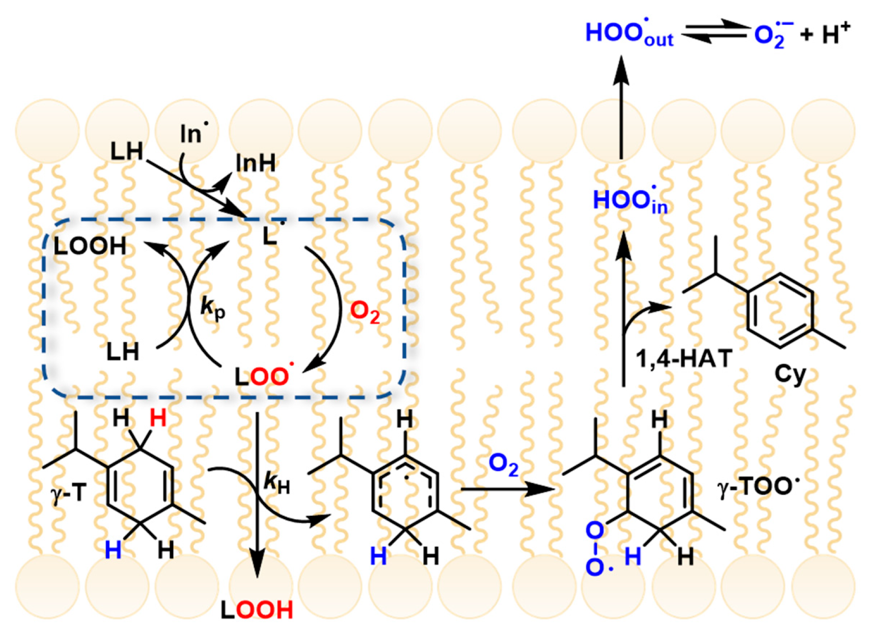 Antioxidants 15 00037 g002