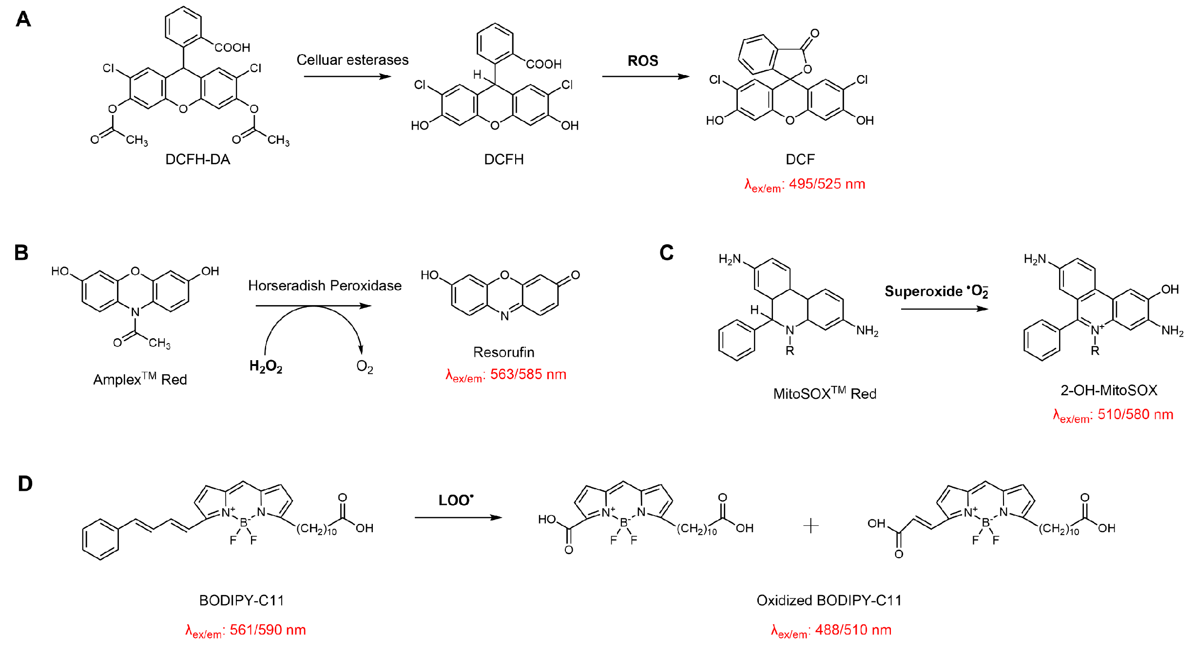 Antioxidants 15 00037 sch007
