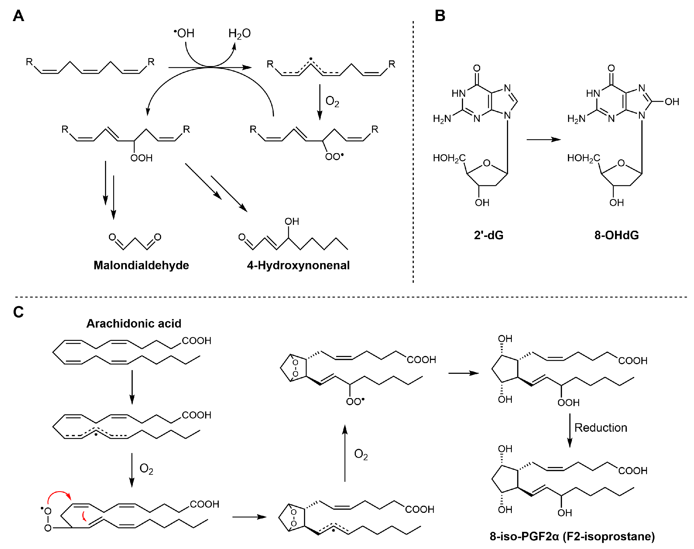Antioxidants 15 00037 sch008