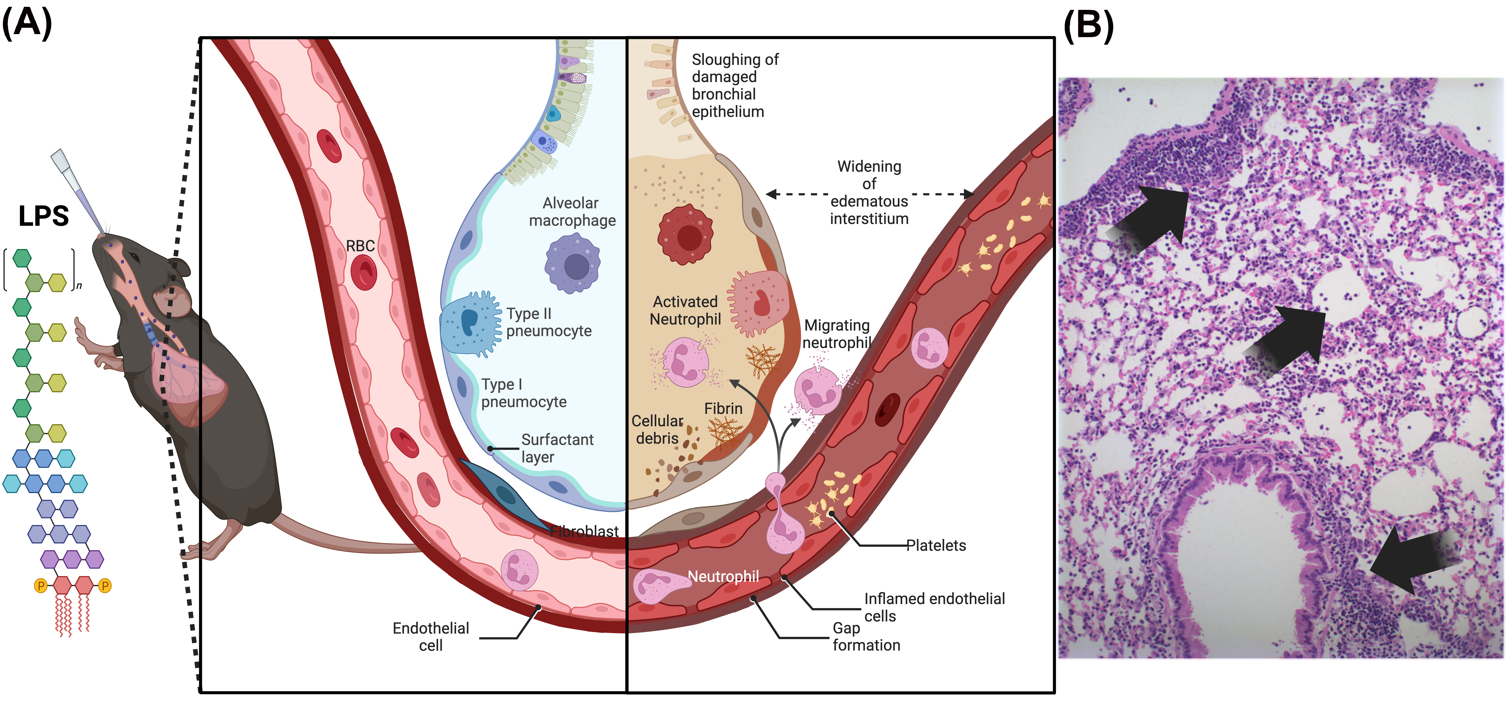 Antioxidants 15 00063 g001 Antioxidants 15 00063 g001
