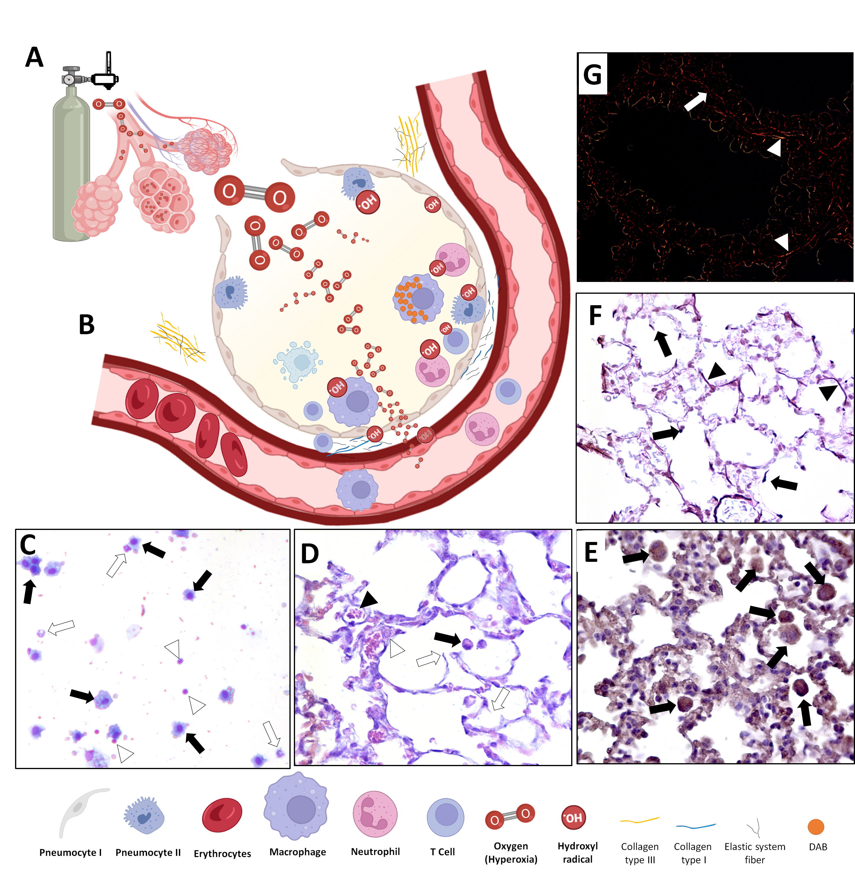 Antioxidants 15 00063 g002 Antioxidants 15 00063 g002