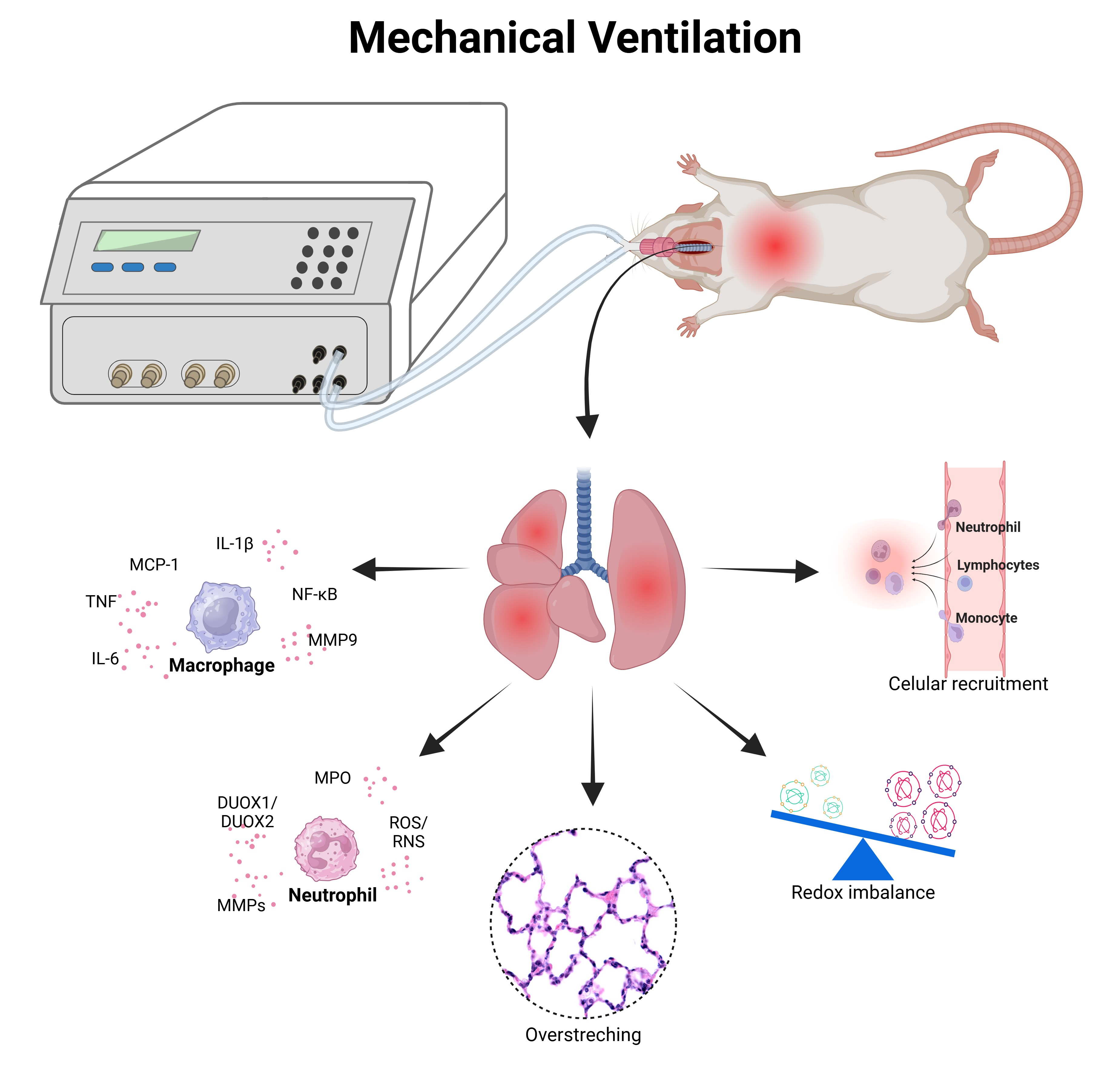 Antioxidants 15 00063 g003 Antioxidants 15 00063 g003