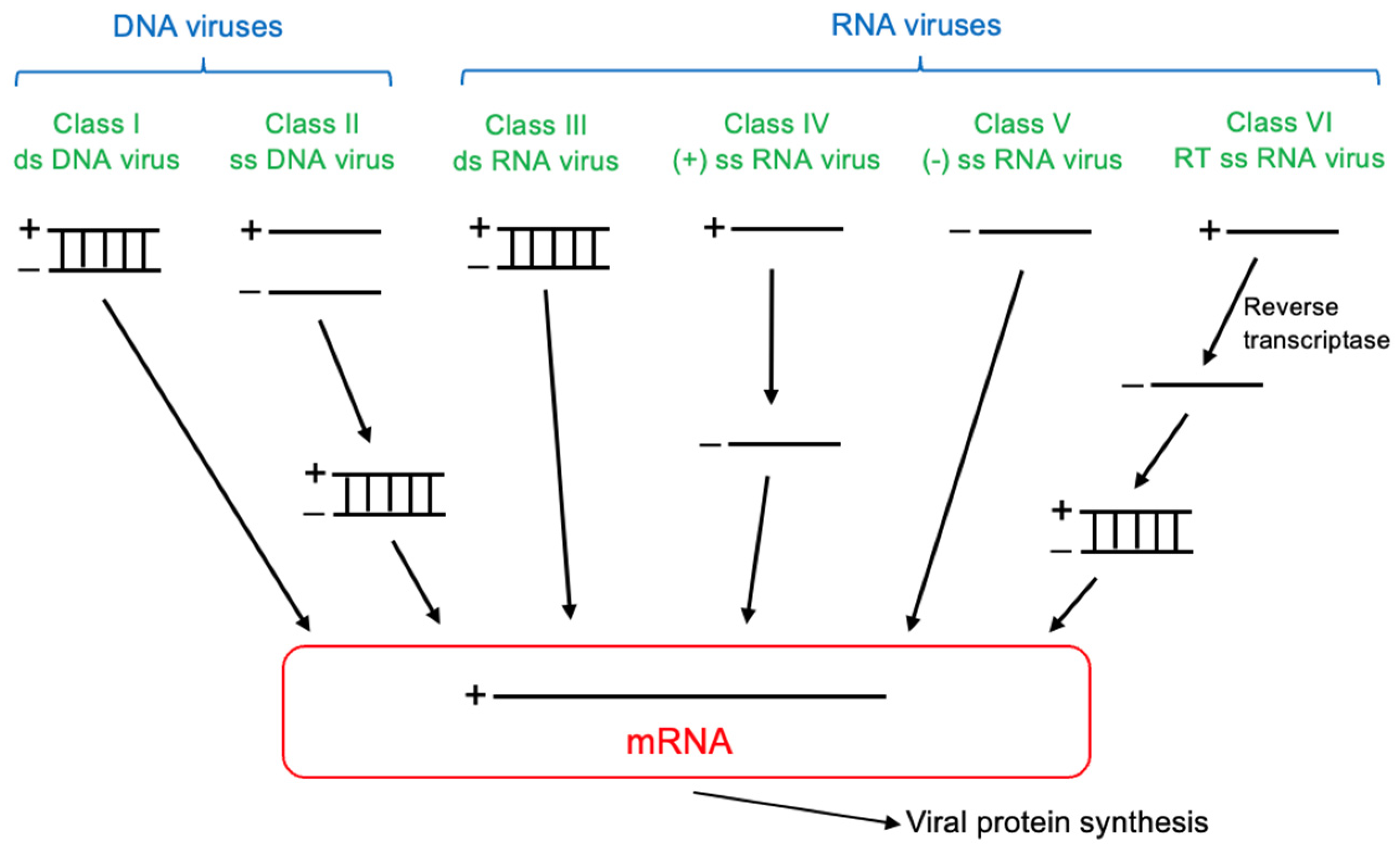 Antioxidants 15 00066 g002 Antioxidants 15 00066 g002