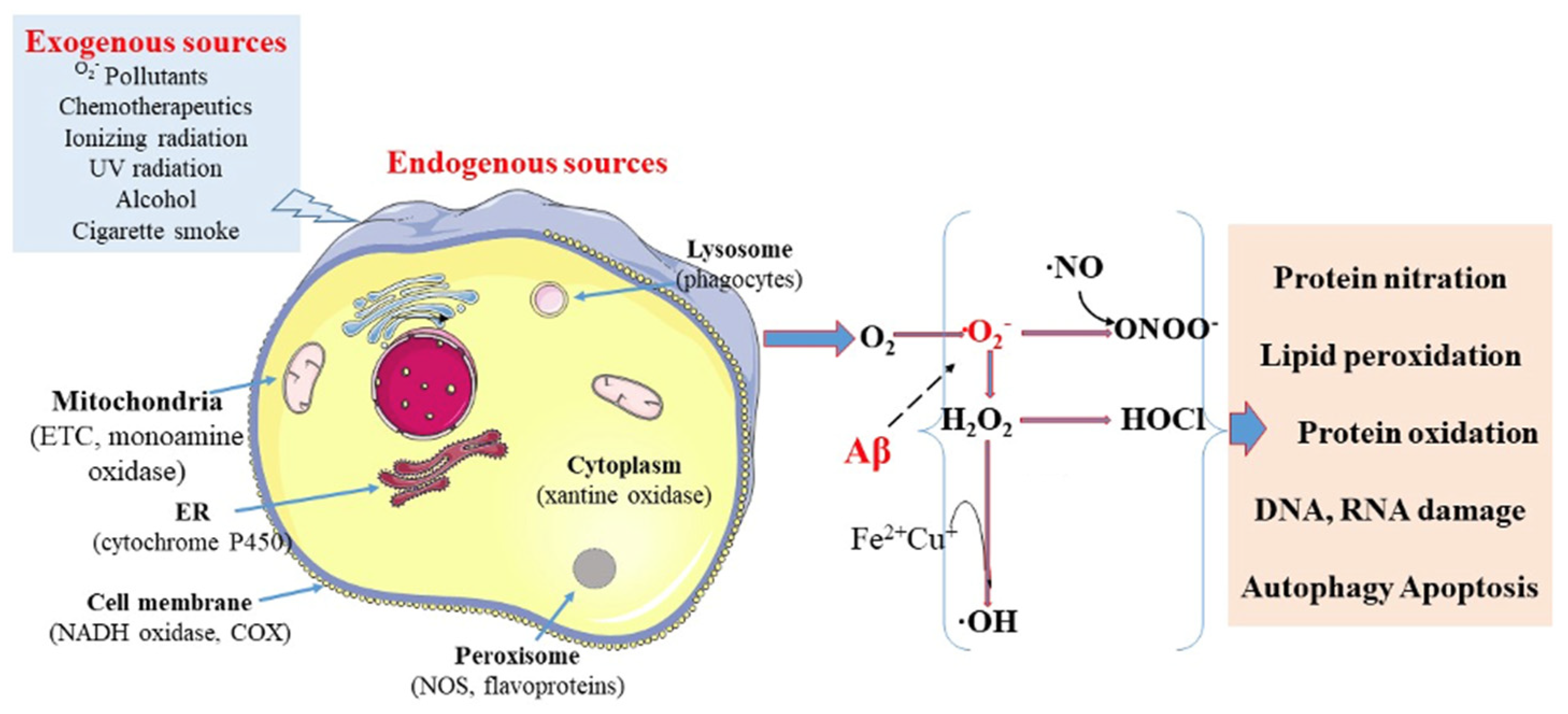 Antioxidants 15 00066 g003 Antioxidants 15 00066 g003