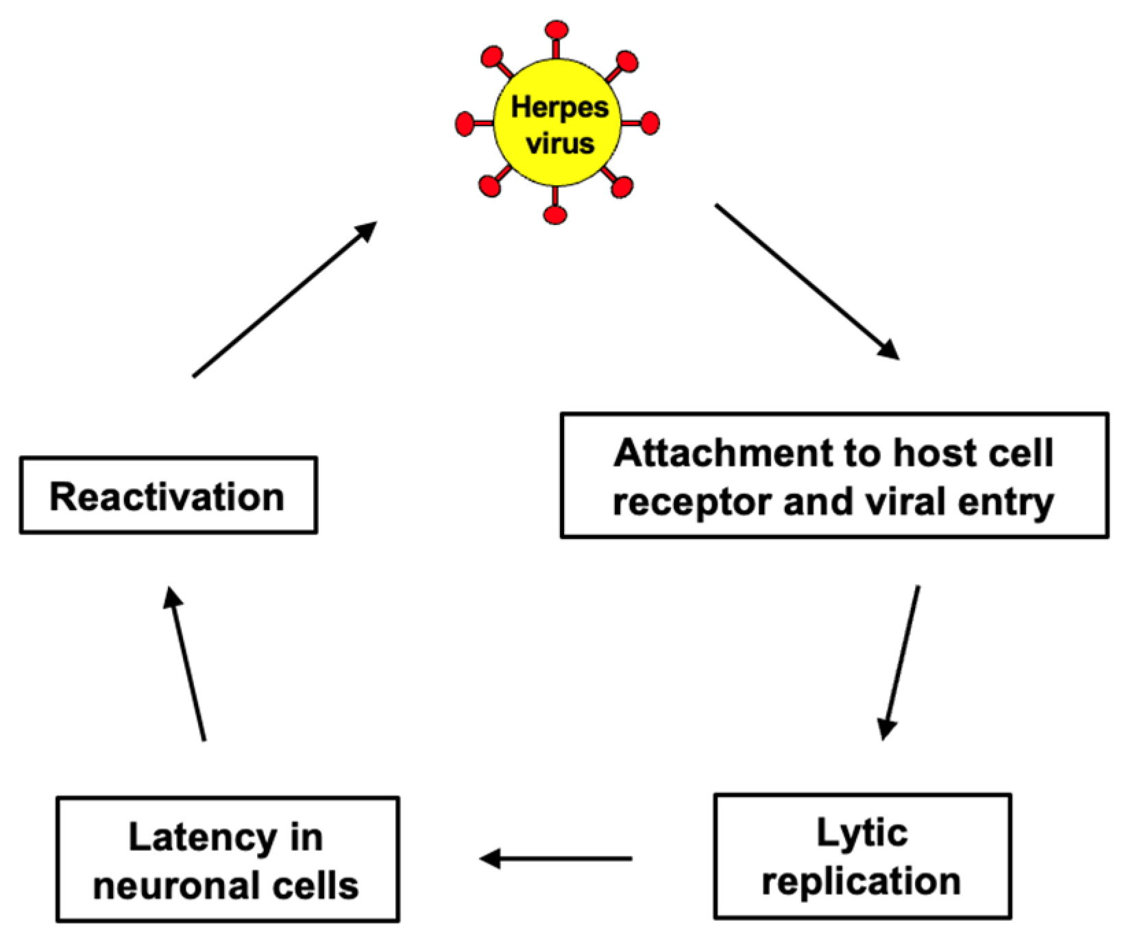 Antioxidants 15 00066 g004 Antioxidants 15 00066 g004