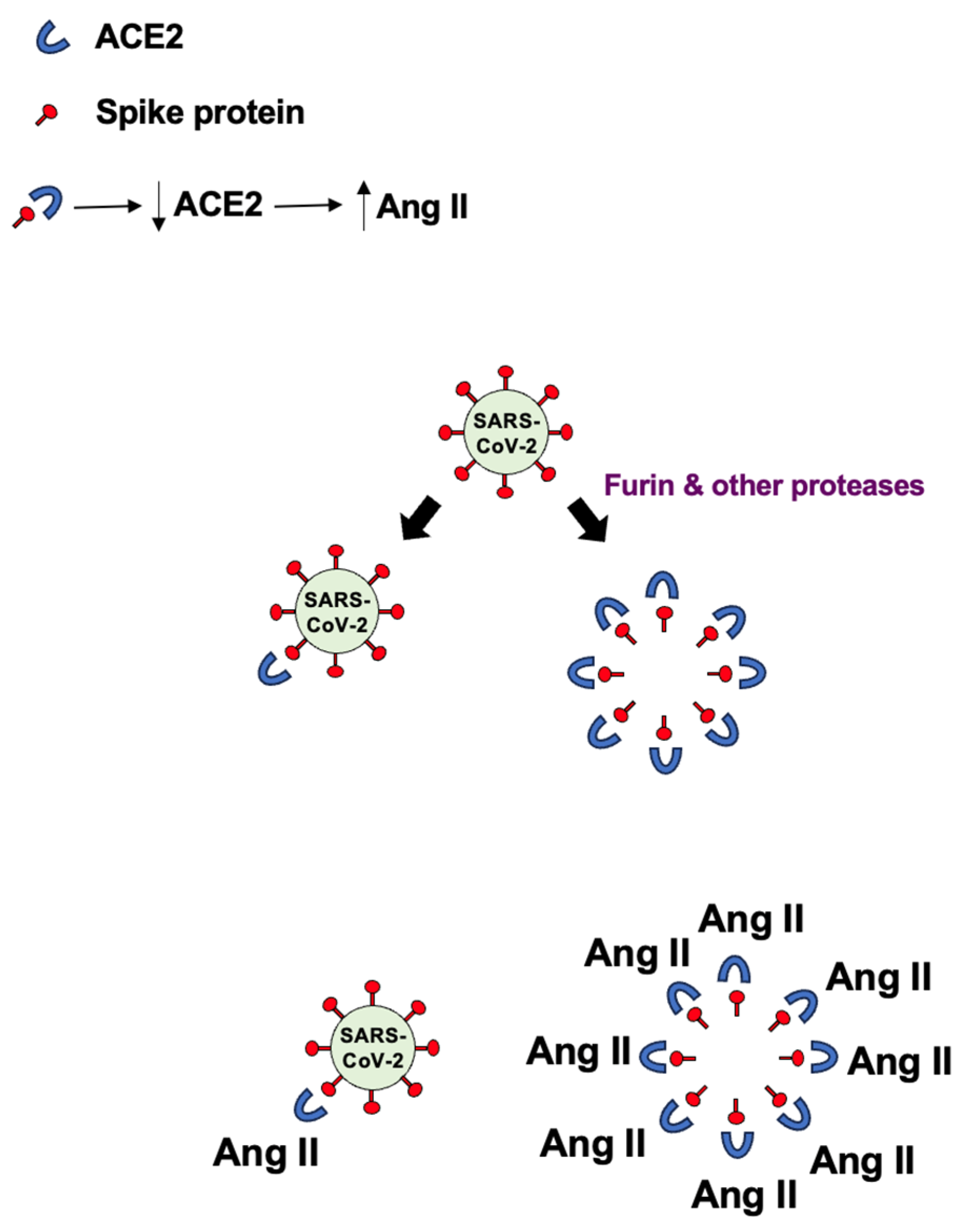 Antioxidants 15 00066 g006 Antioxidants 15 00066 g006