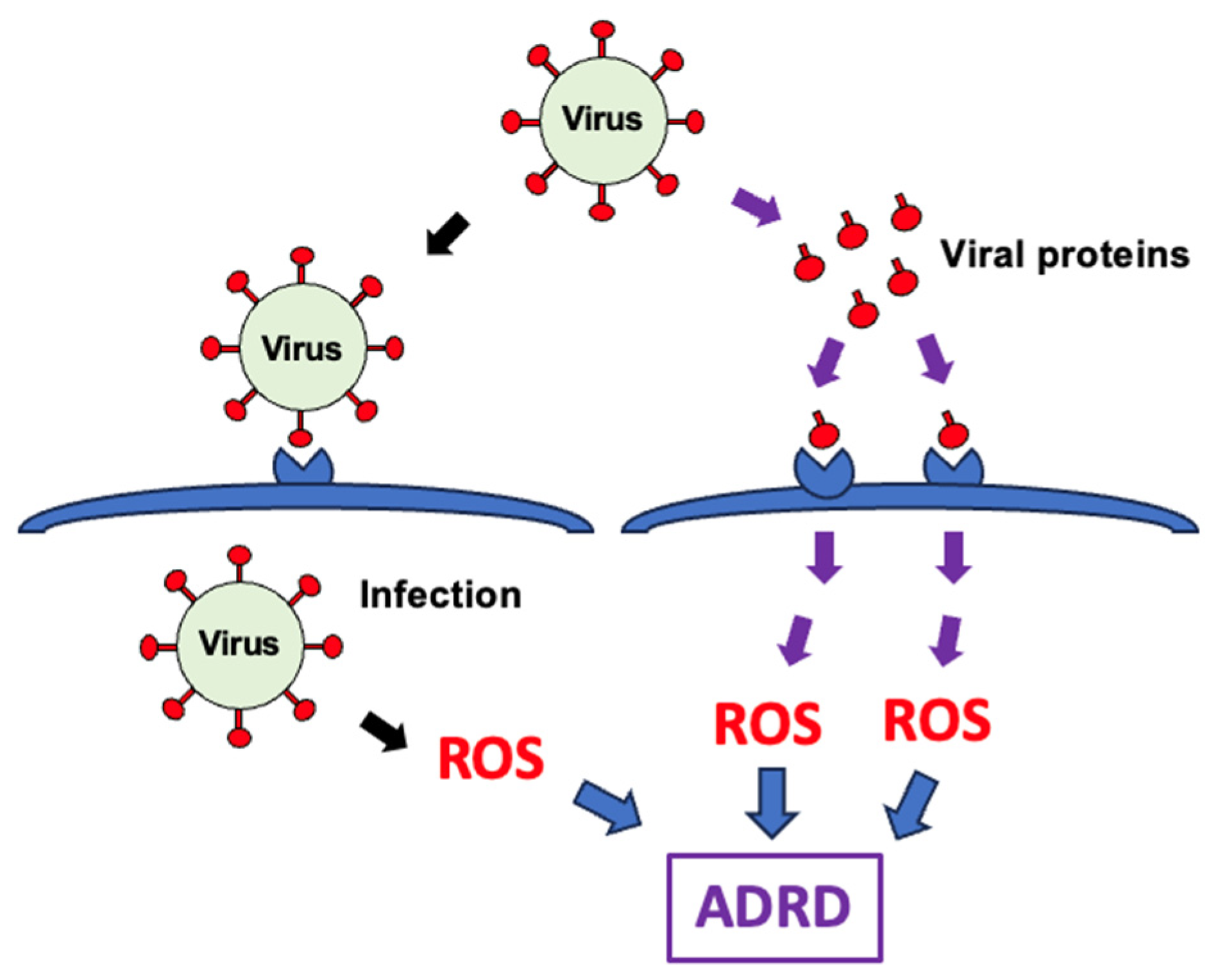 Antioxidants 15 00066 g010 Antioxidants 15 00066 g010
