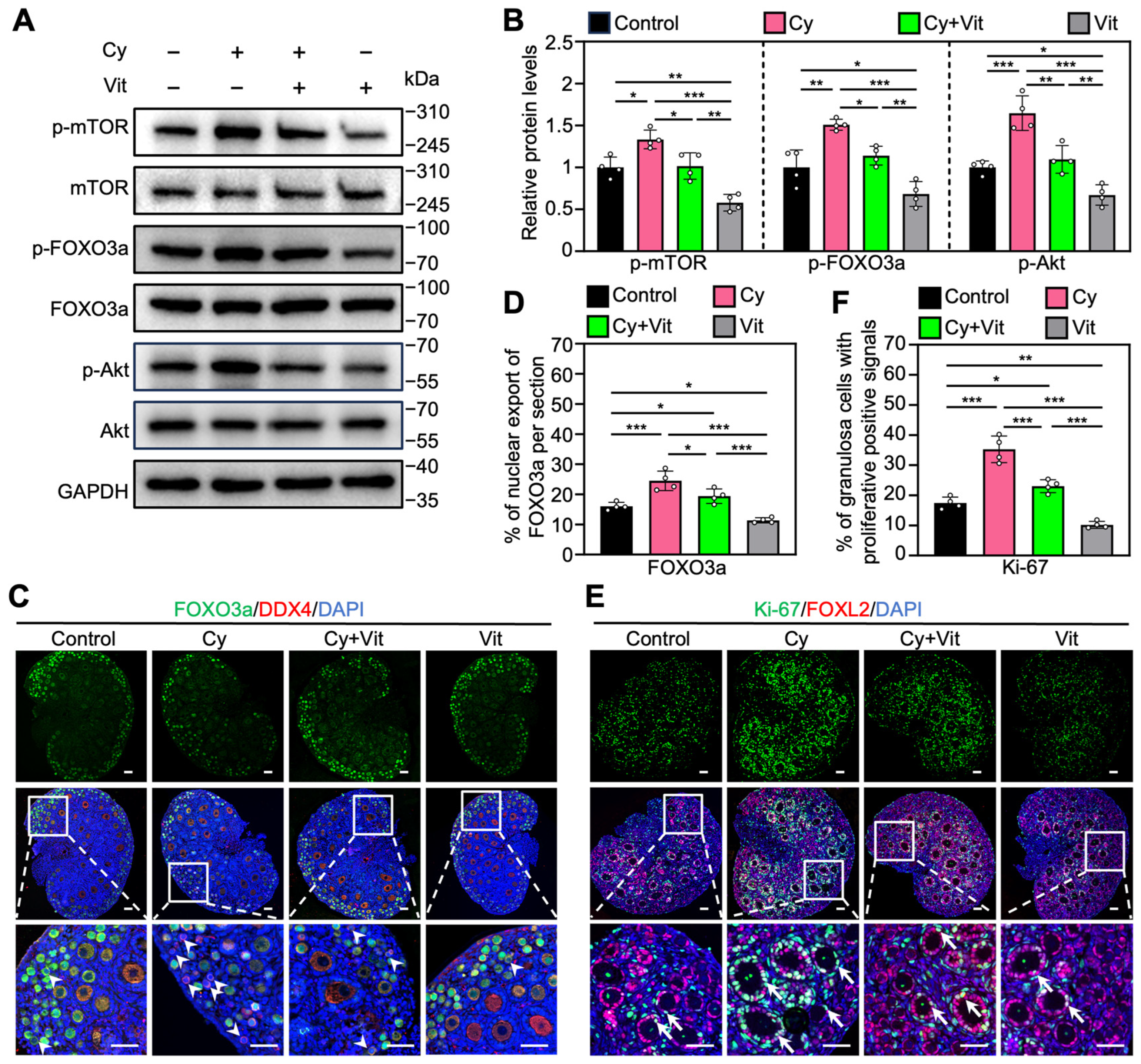 Antioxidants 15 00068 g004 Antioxidants 15 00068 g004