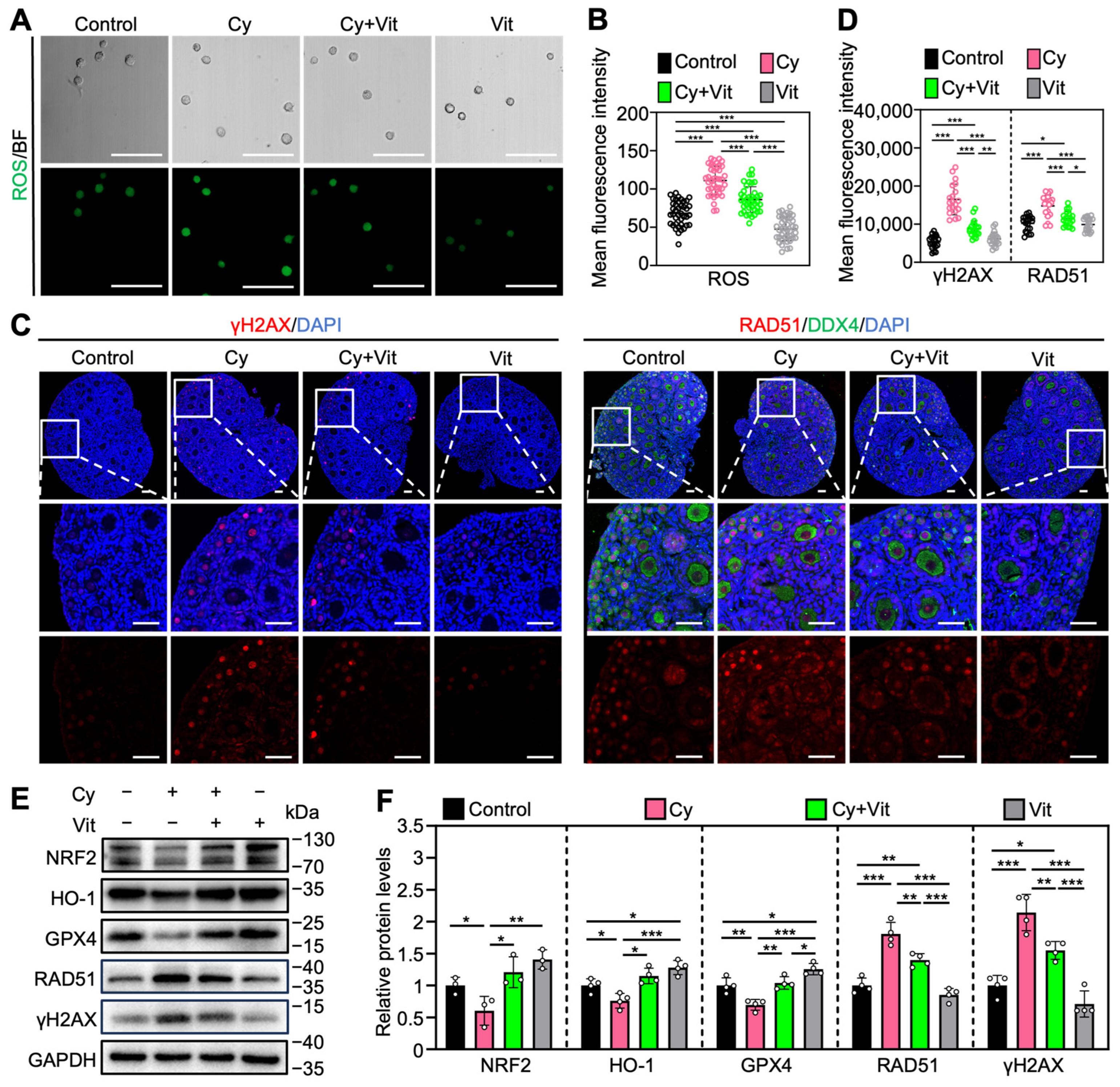 Antioxidants 15 00068 g005 Antioxidants 15 00068 g005