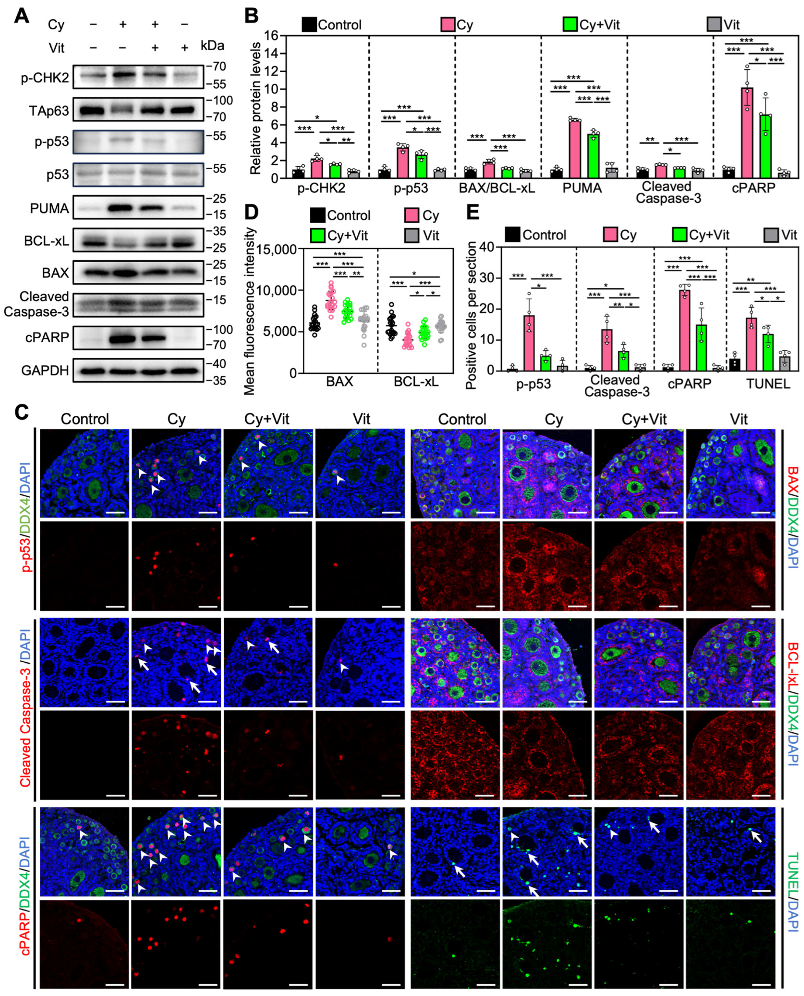 Antioxidants 15 00068 g006 Antioxidants 15 00068 g006