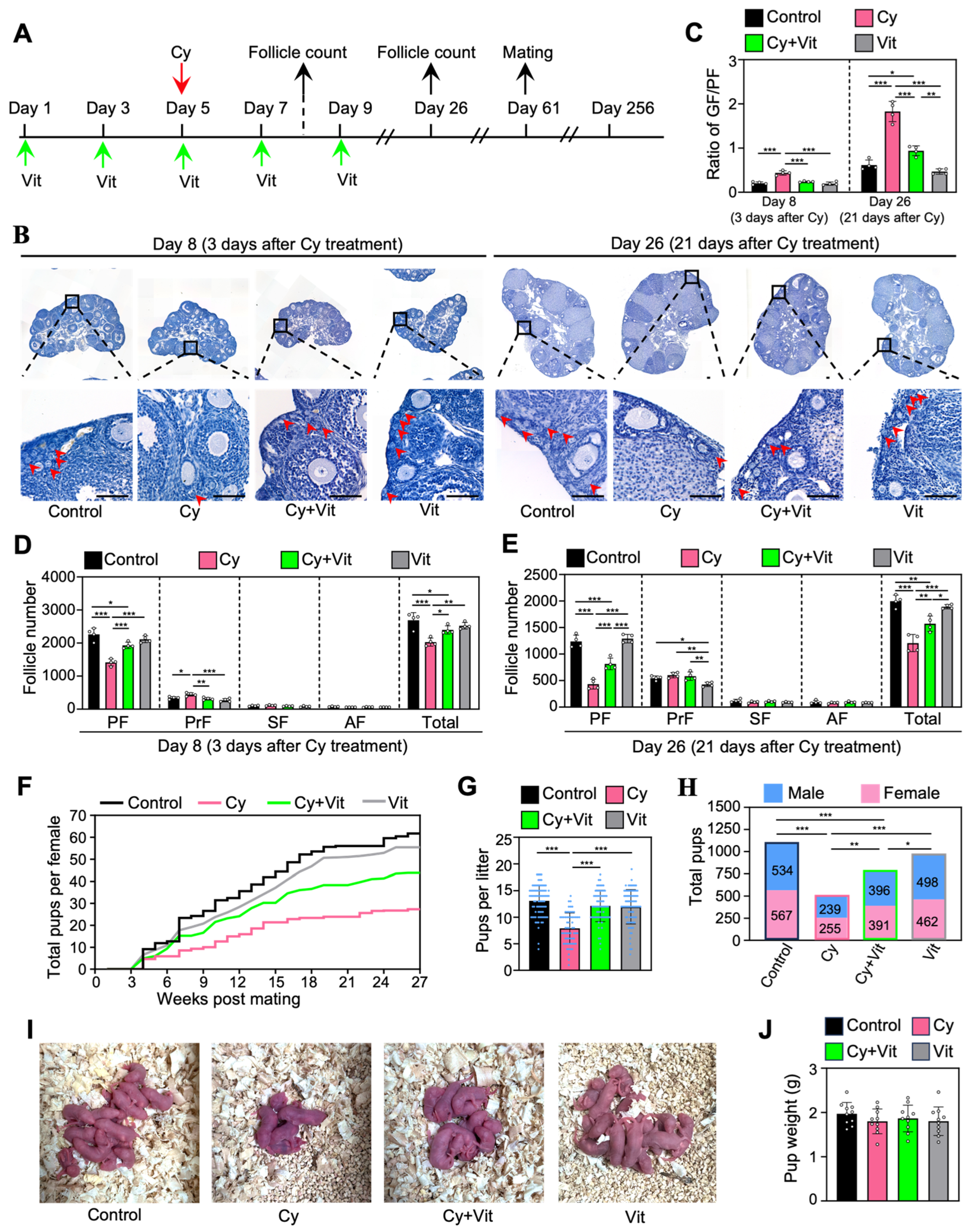 Antioxidants 15 00068 g007 Antioxidants 15 00068 g007