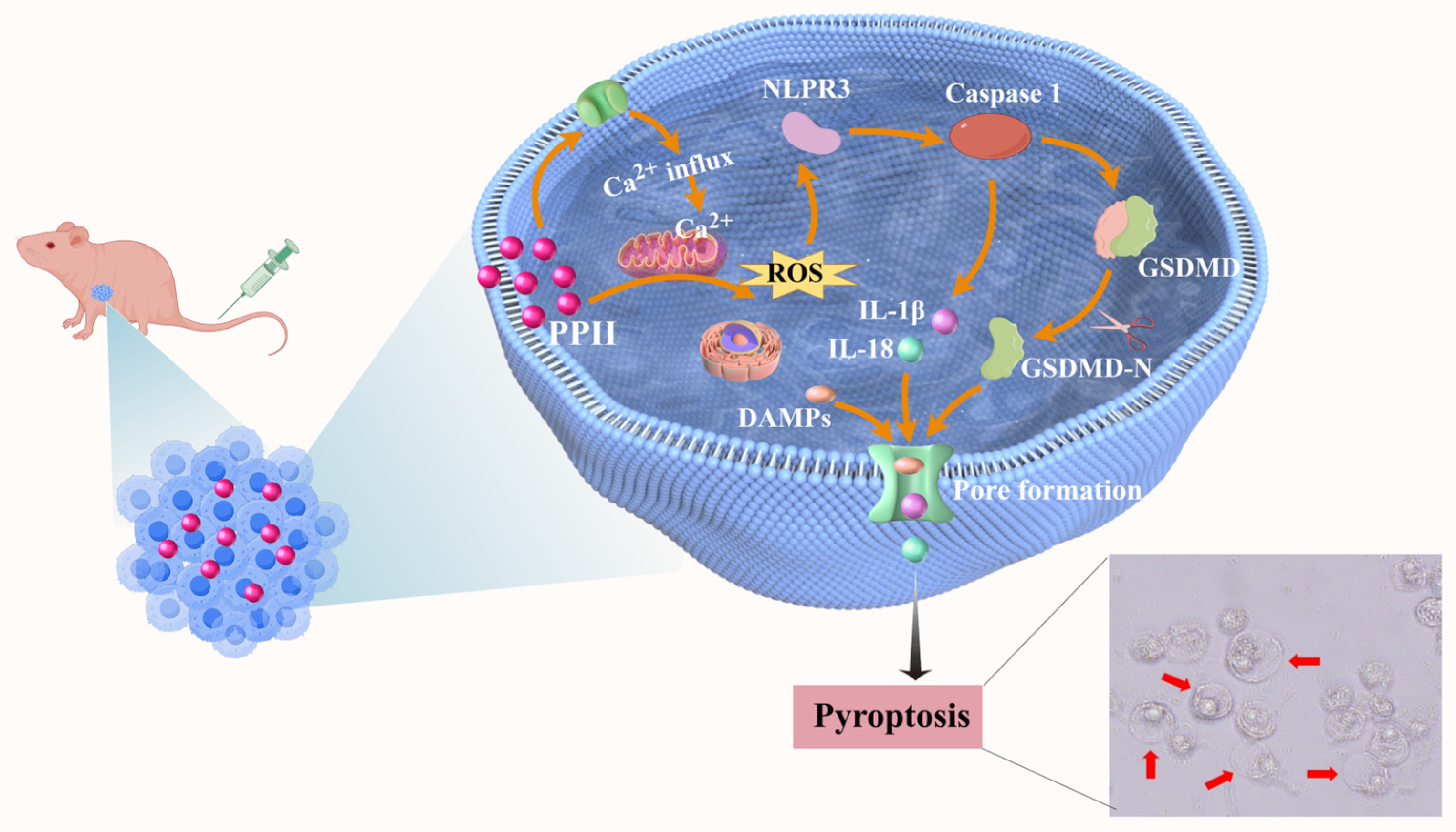 Antioxidants 15 00075 sch001 Antioxidants 15 00075 sch001
