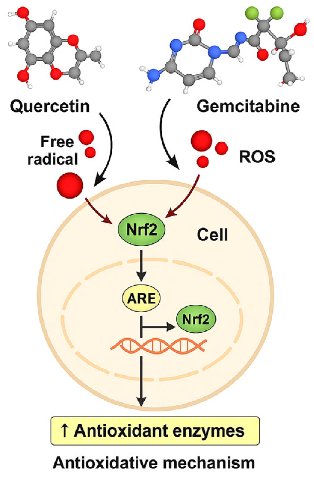 Antioxidants 15 00091 g013