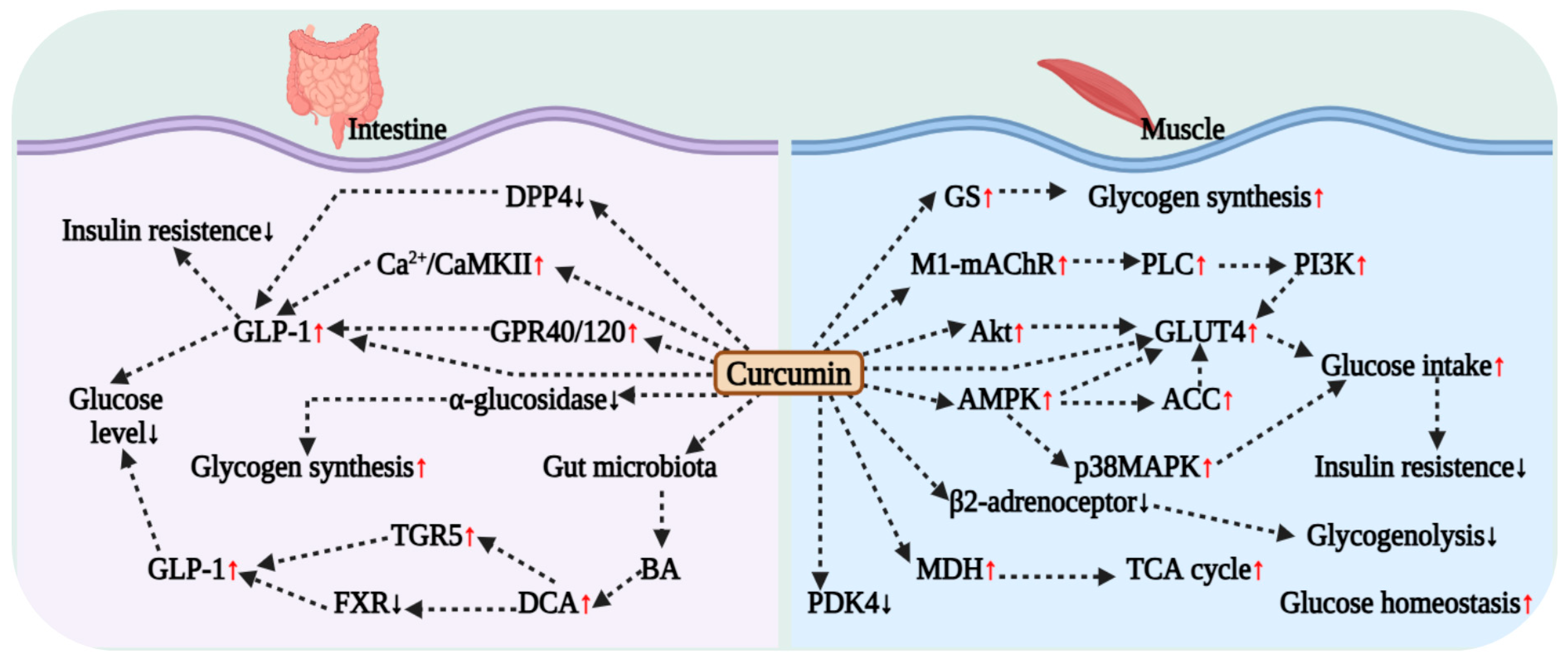 Antioxidants 15 00109 g002 Antioxidants 15 00109 g002