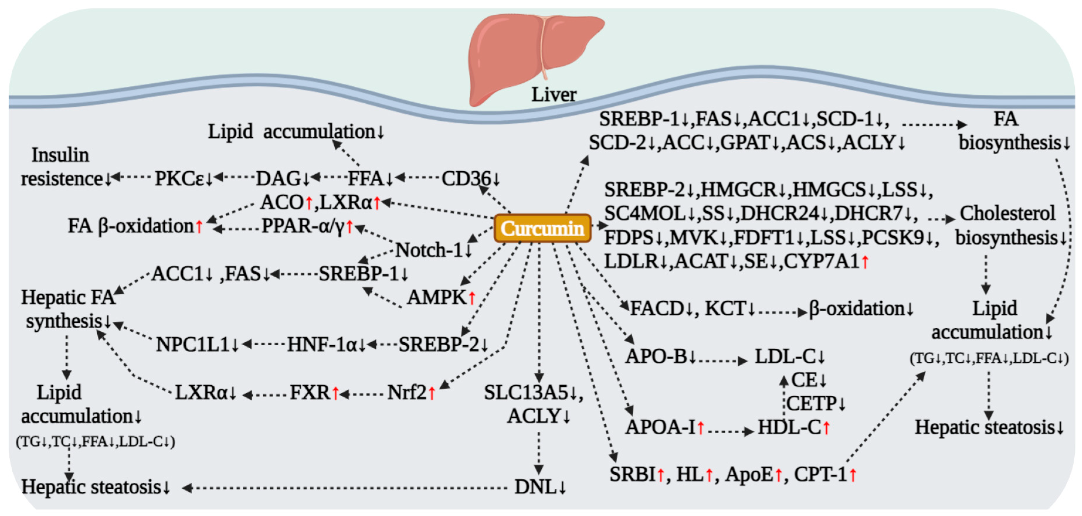 Antioxidants 15 00109 g003 Antioxidants 15 00109 g003