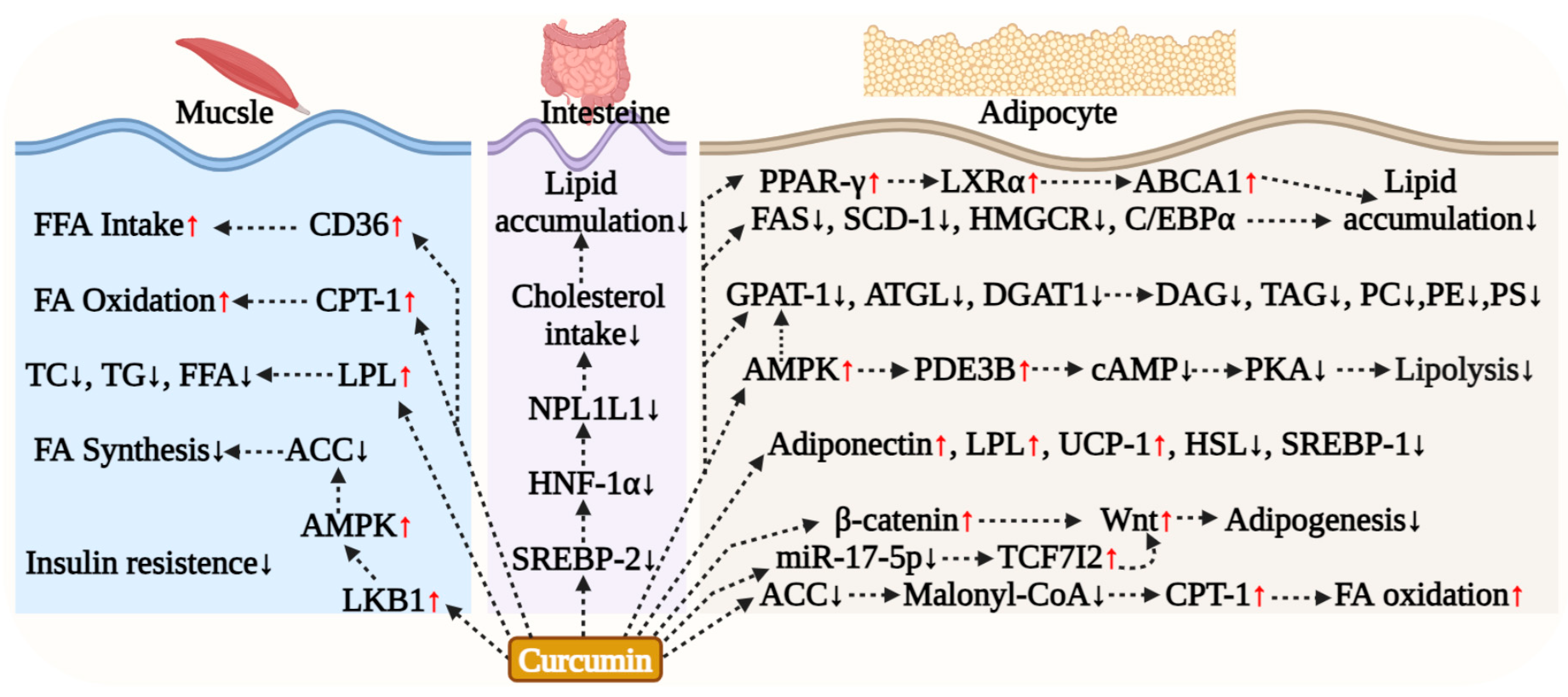 Antioxidants 15 00109 g004 Antioxidants 15 00109 g004
