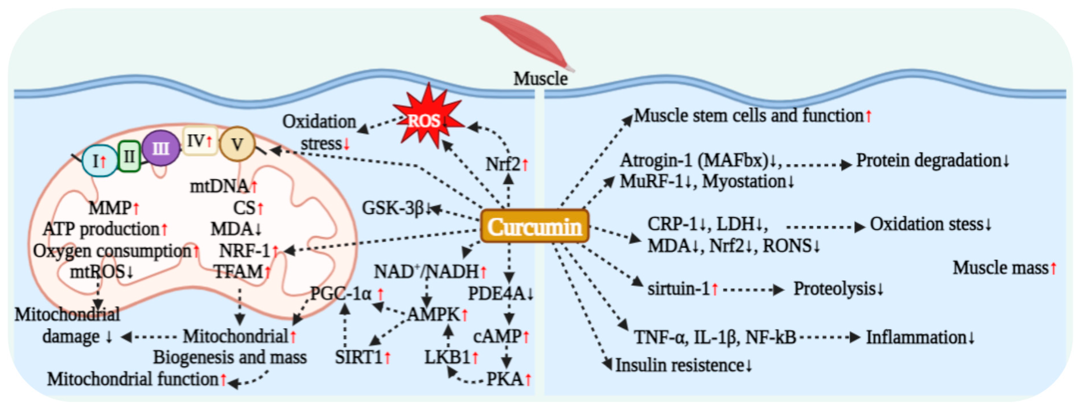 Antioxidants 15 00109 g005 Antioxidants 15 00109 g005