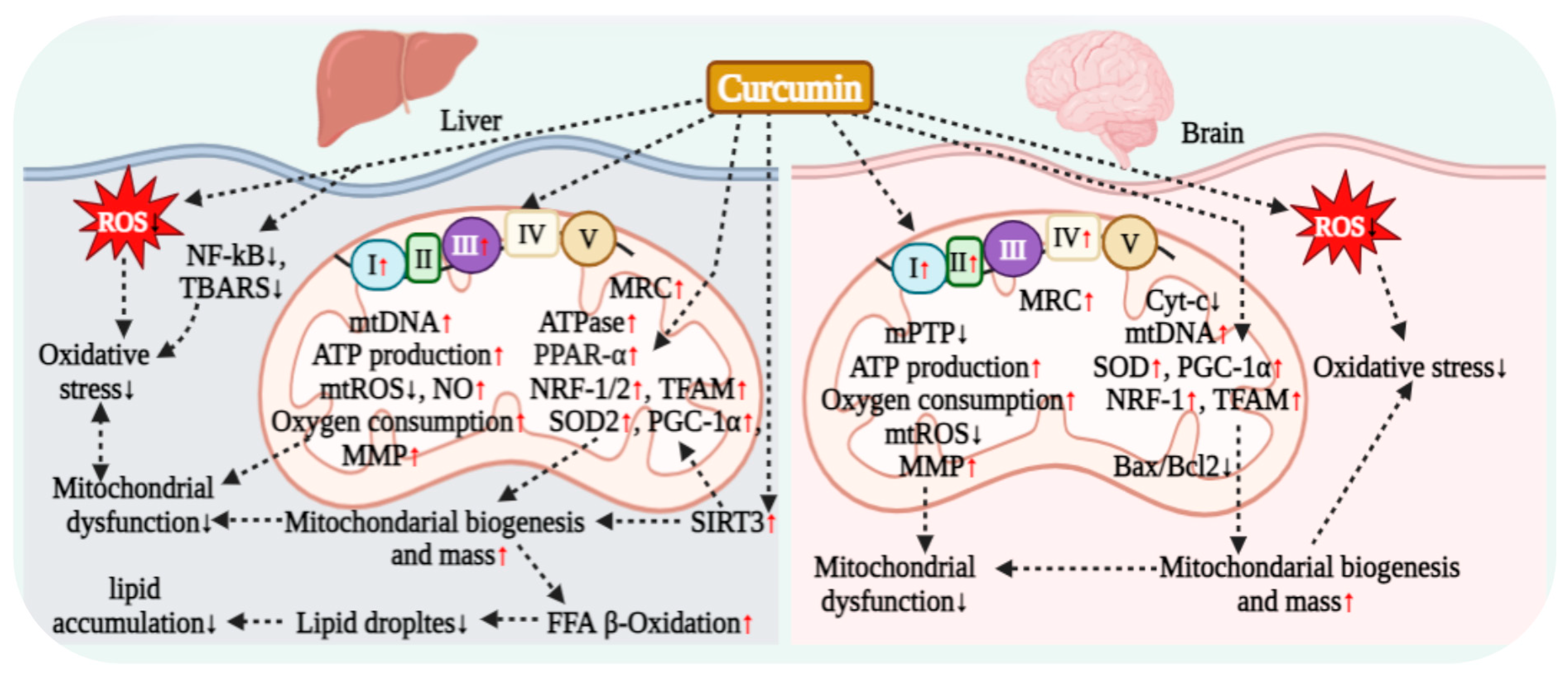 Antioxidants 15 00109 g006 Antioxidants 15 00109 g006