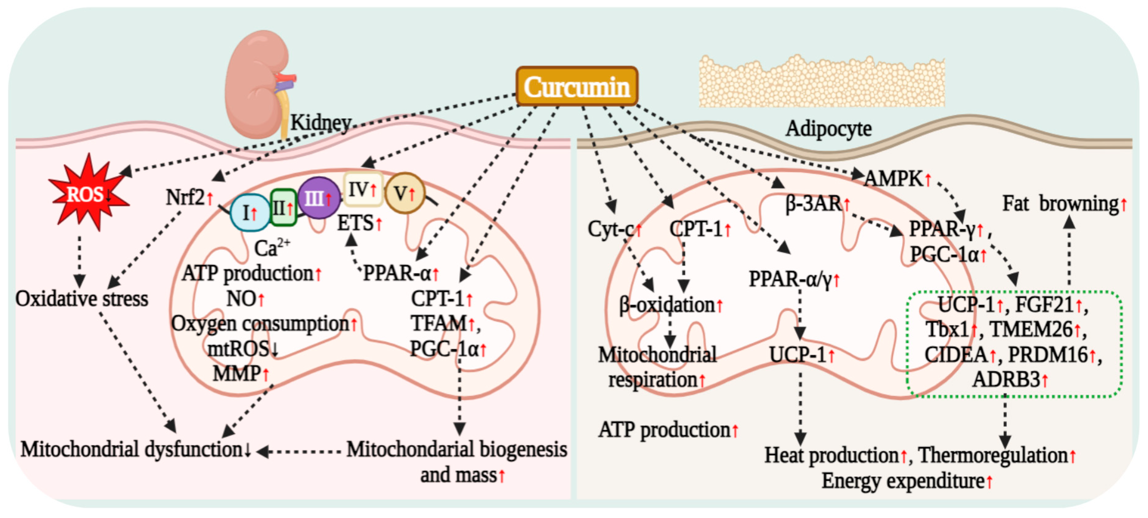 Antioxidants 15 00109 g007 Antioxidants 15 00109 g007