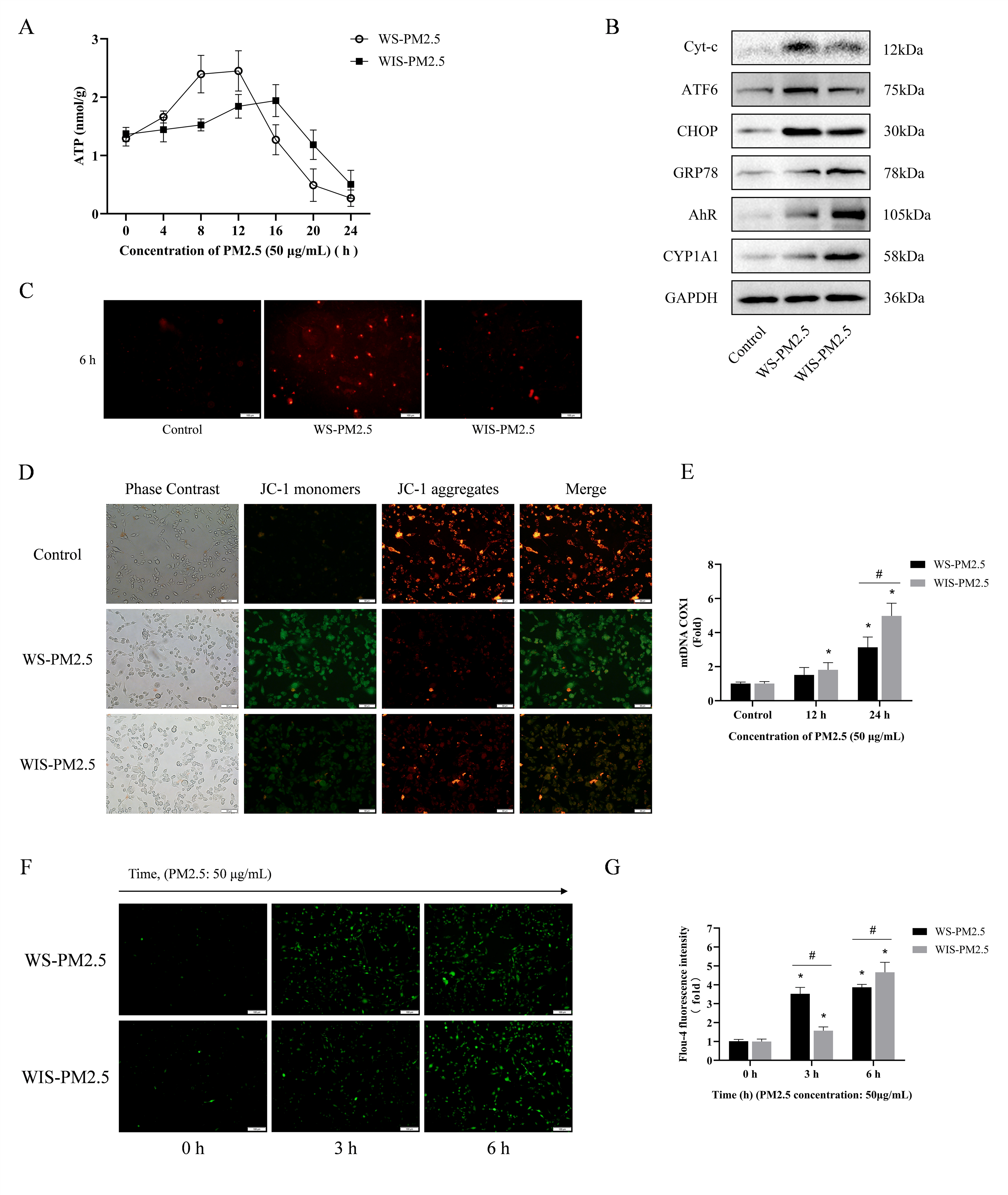 Antioxidants 15 00138 g004