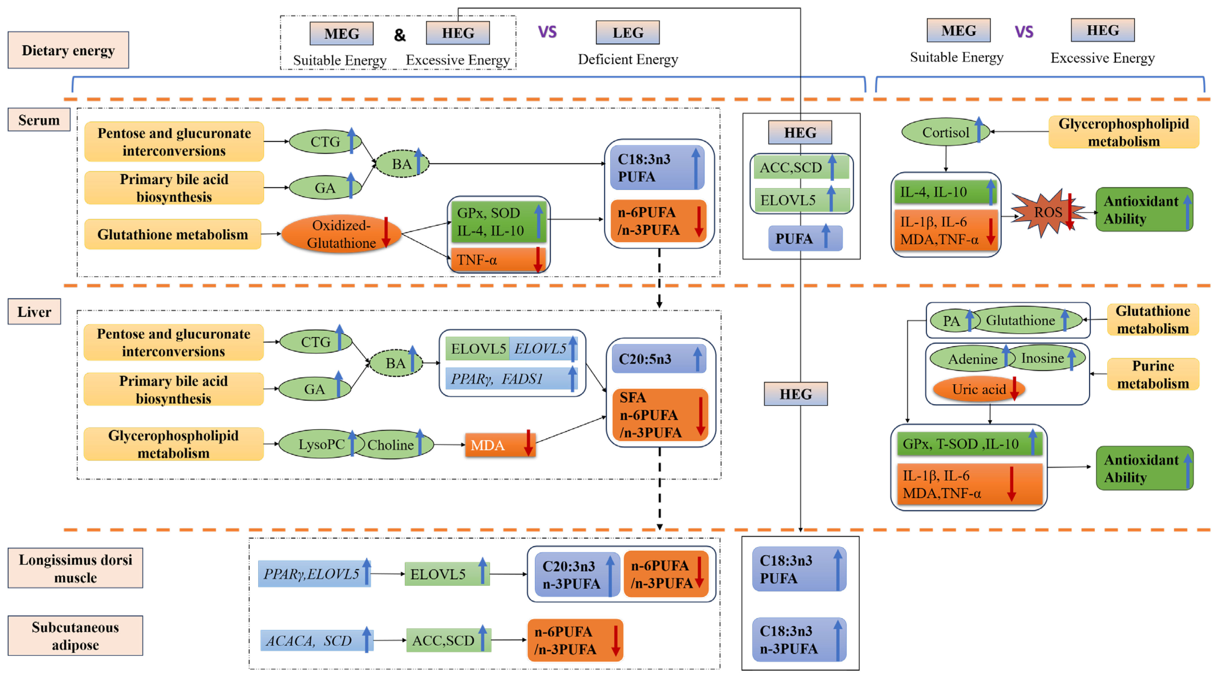 Antioxidants 15 00140 g007 Antioxidants 15 00140 g007