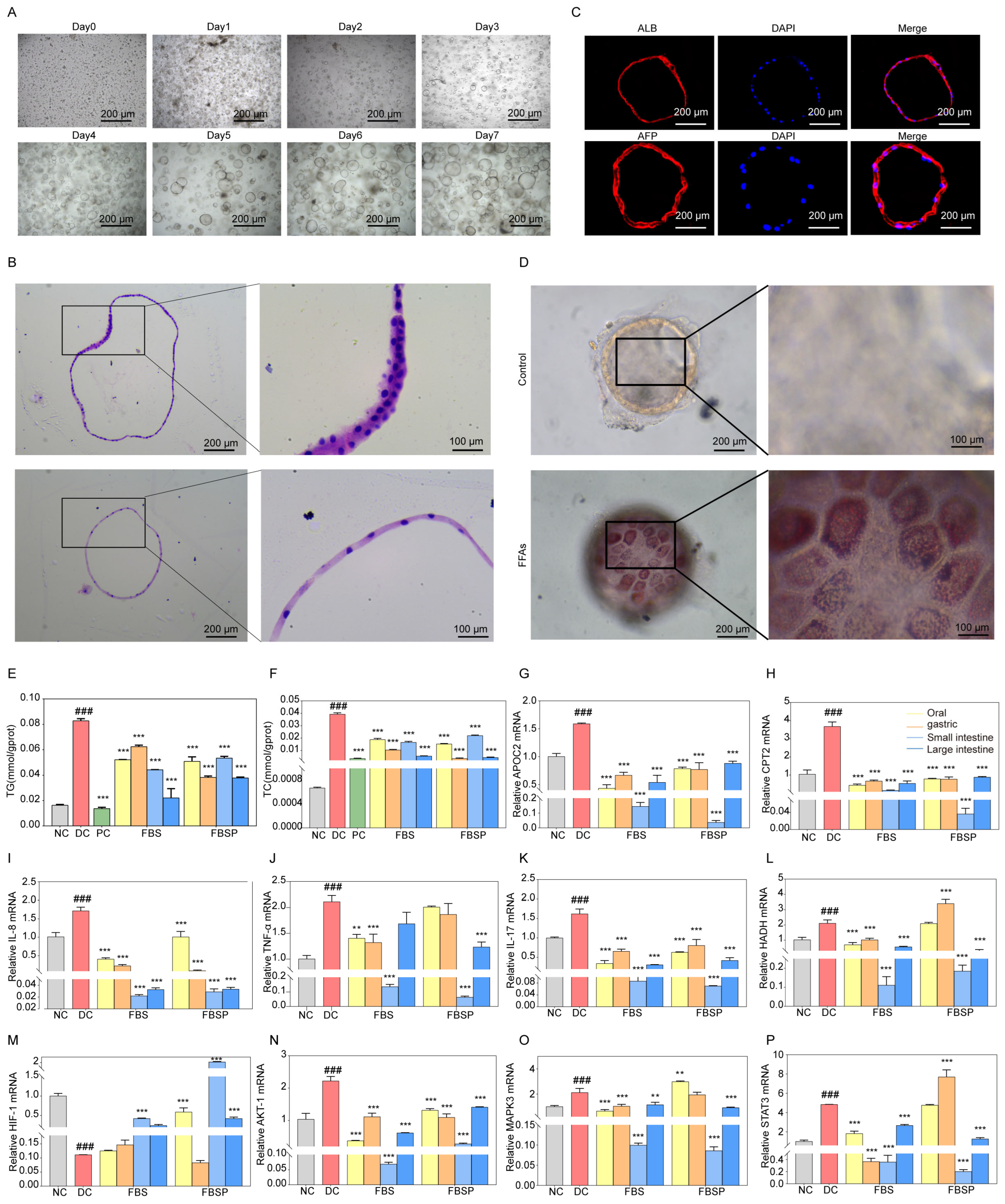 Antioxidants 15 00177 g006