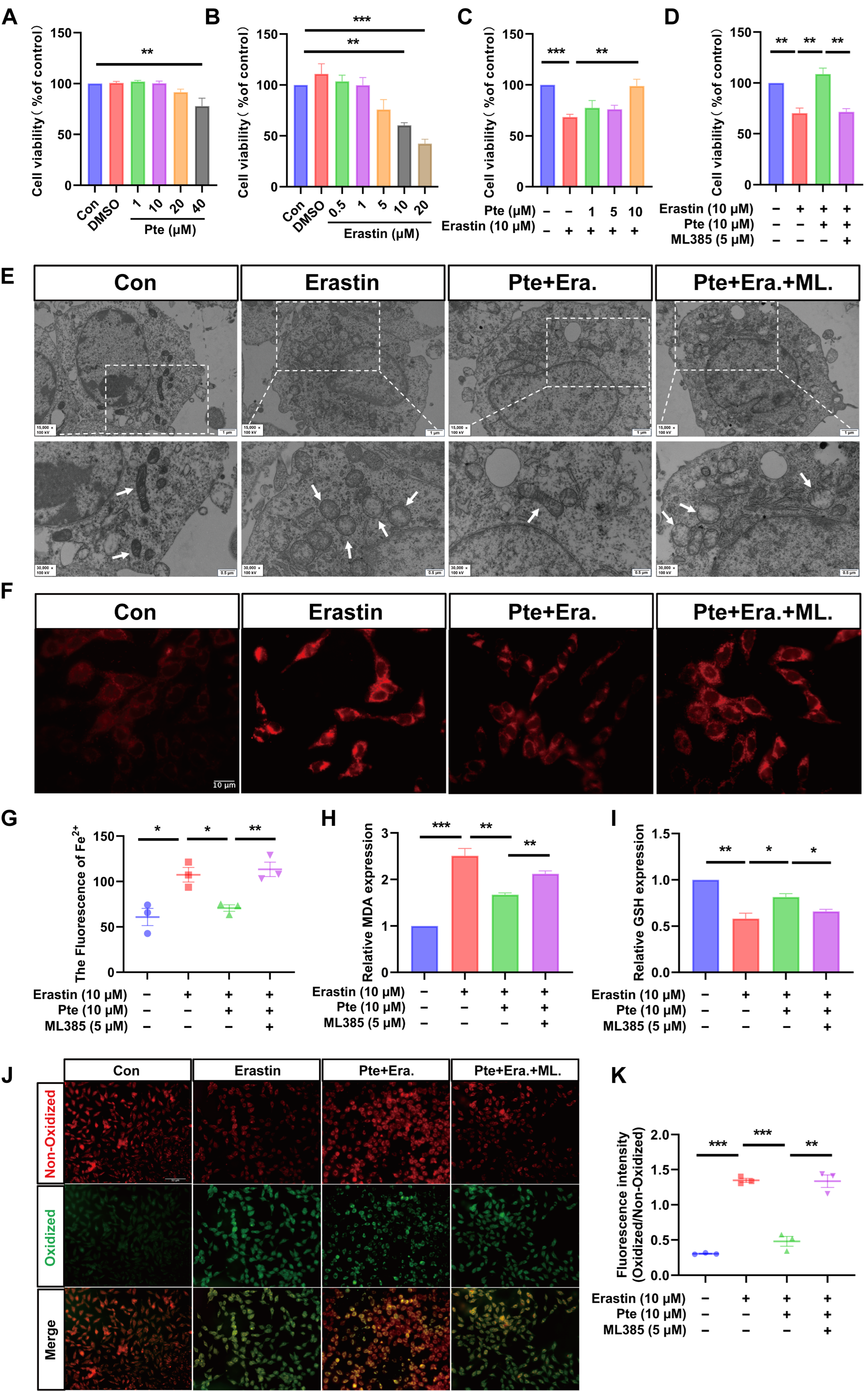 Antioxidants 15 00188 g004