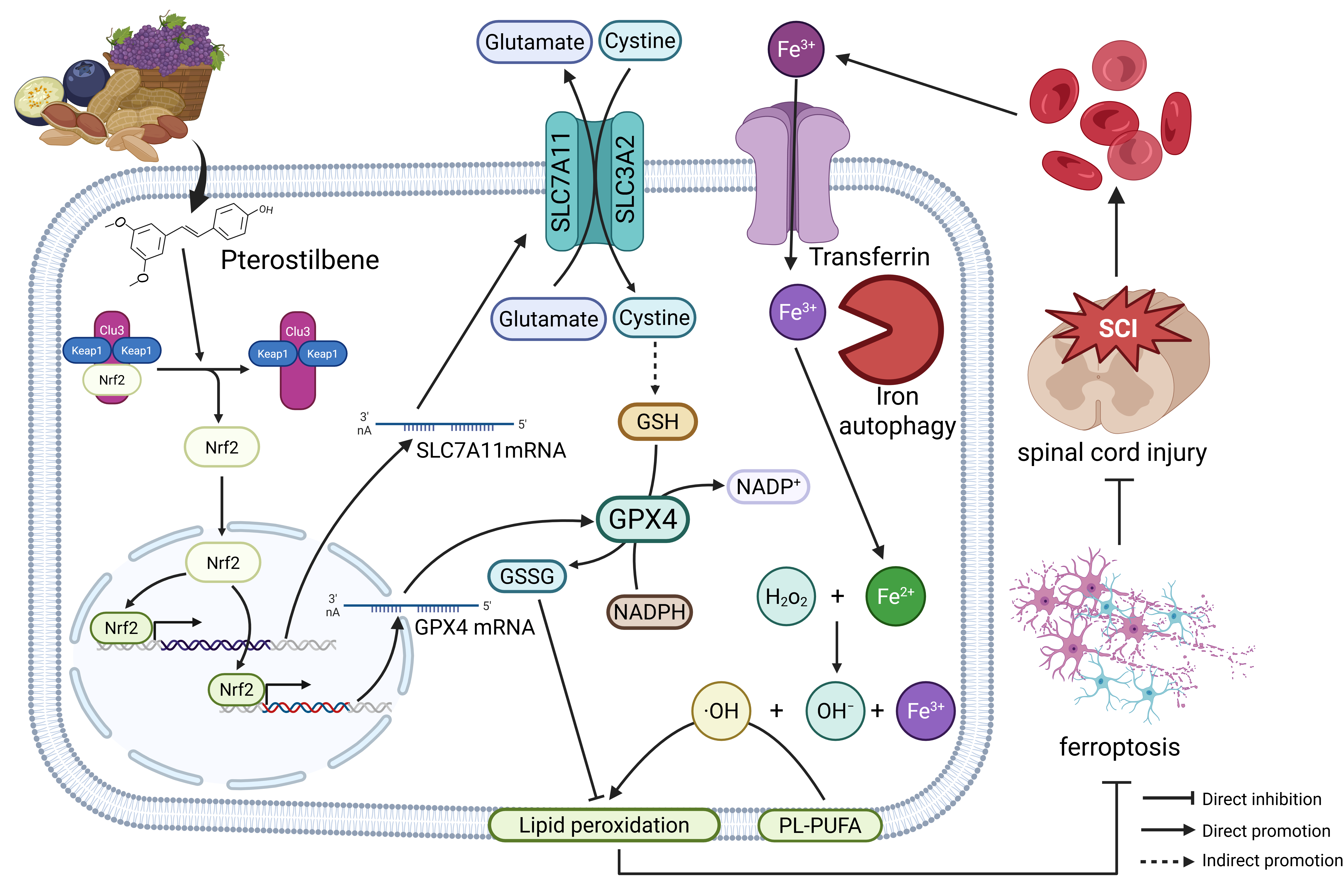 Antioxidants 15 00188 g007