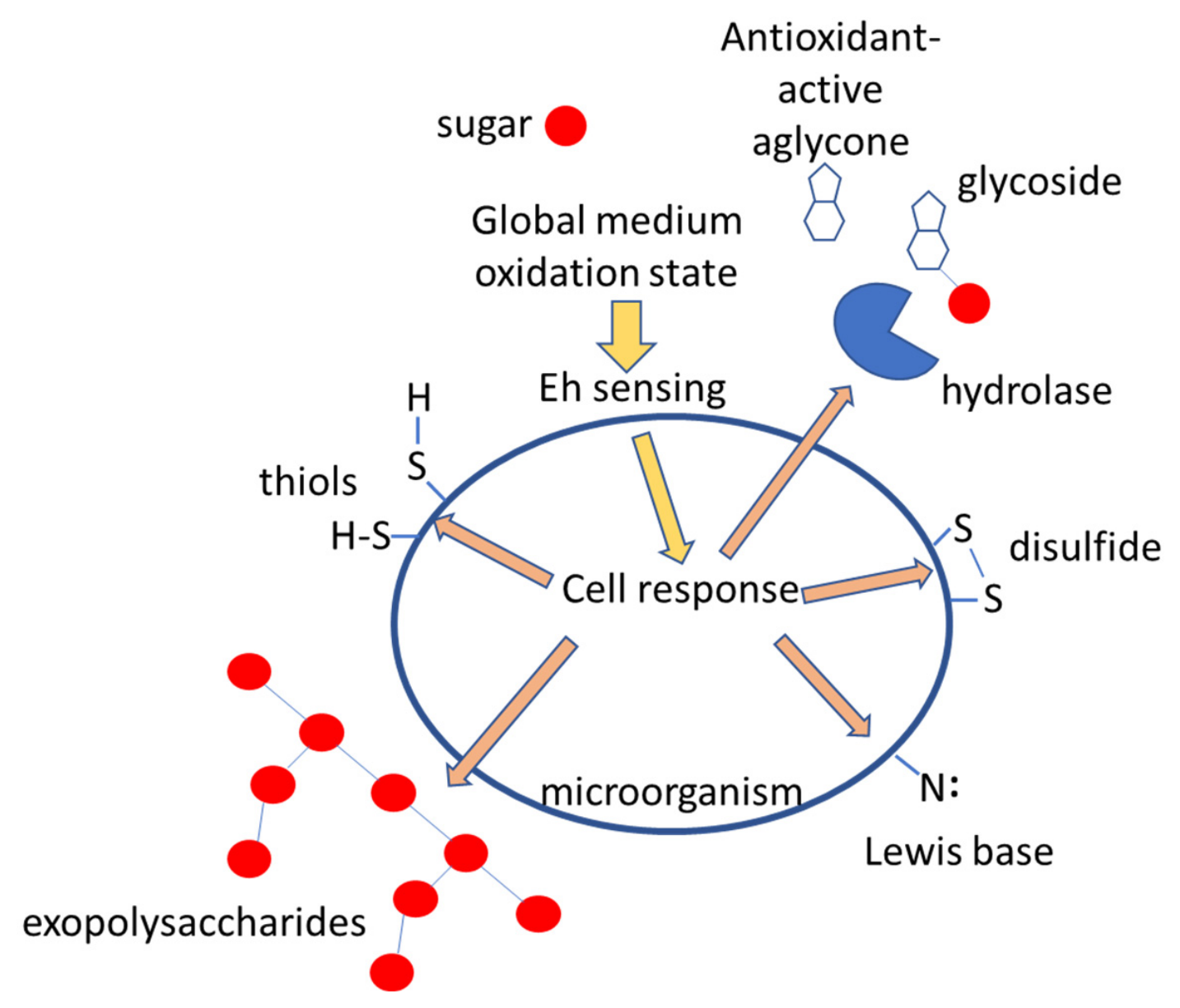 Antioxidants 15 00665 g006 Antioxidants 15 00665 g006